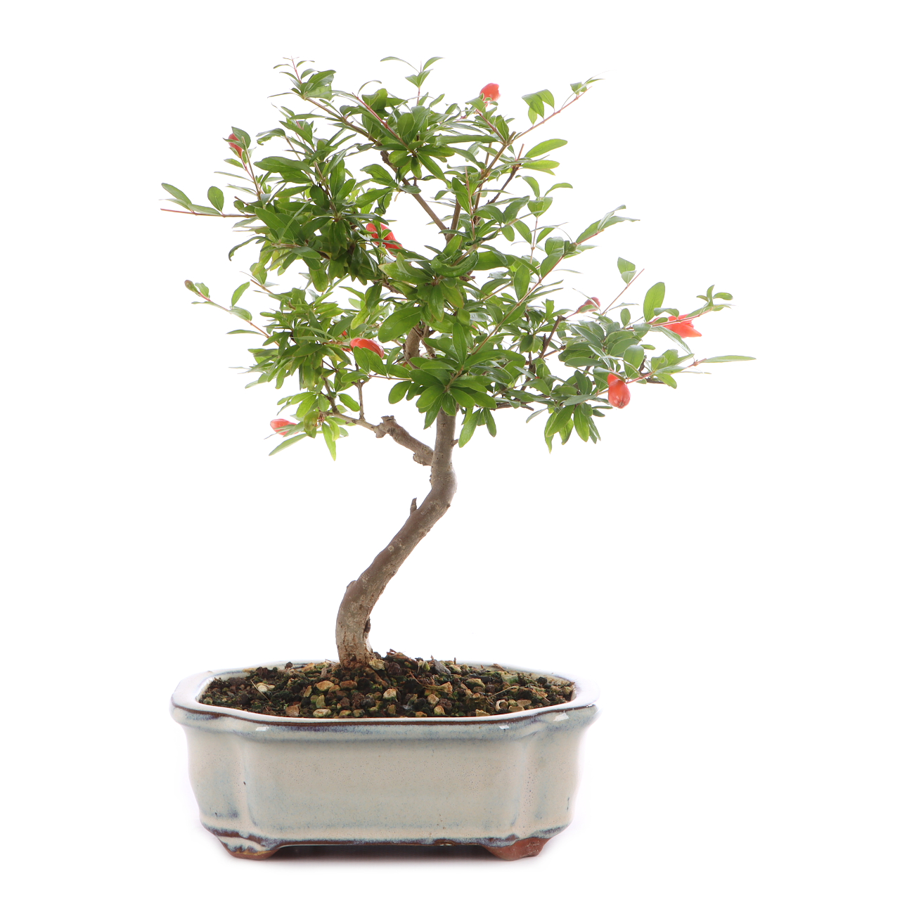 Punica granatum 'Nana'