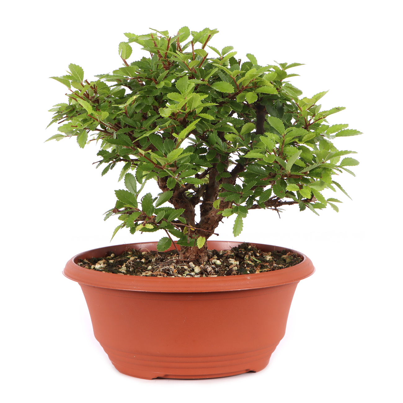 Ulmus japonica
