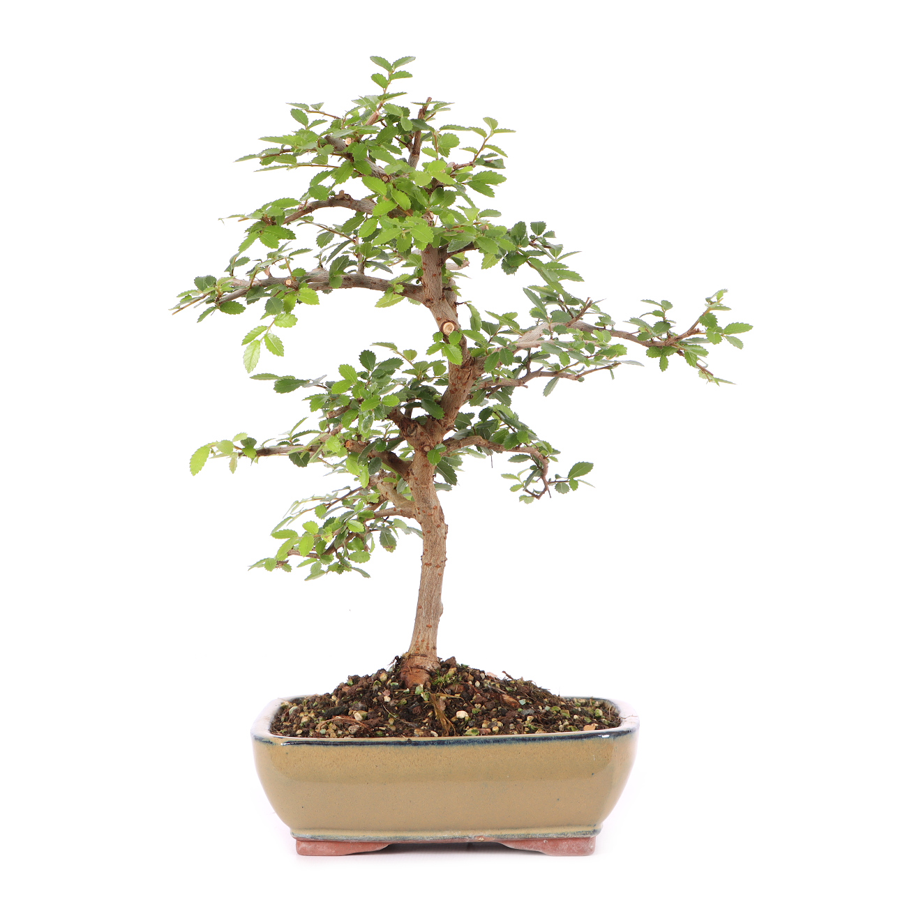Ulmus parvifolia