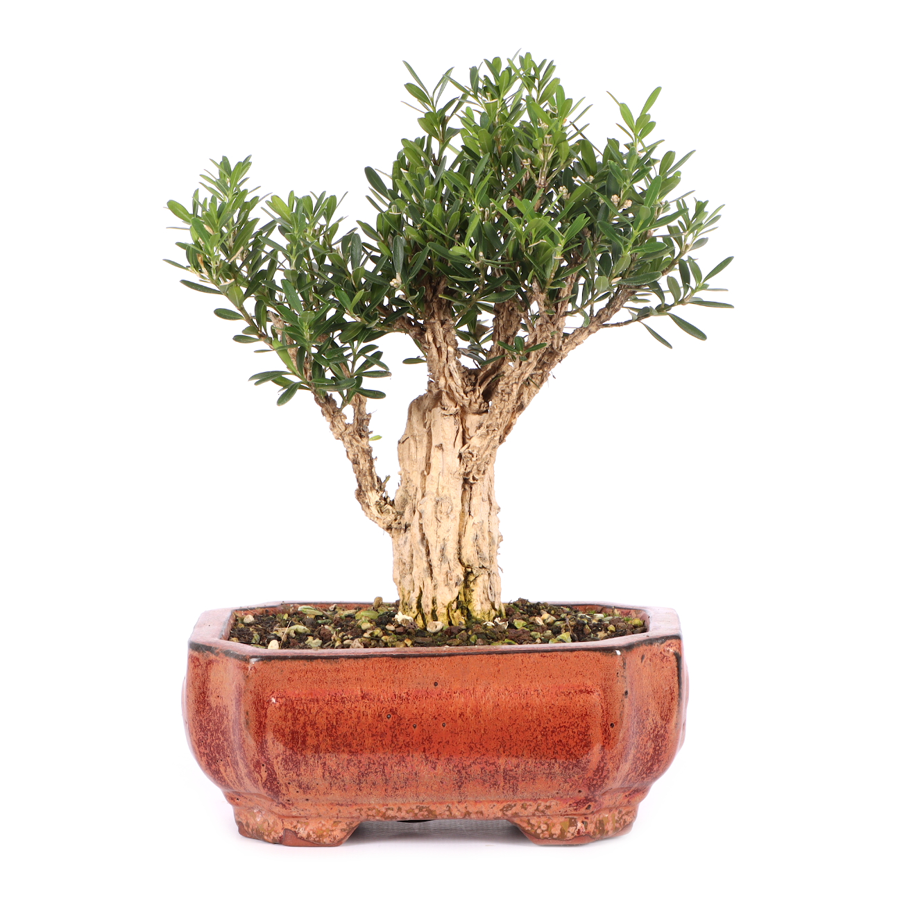 Buxus sinica var. sinica