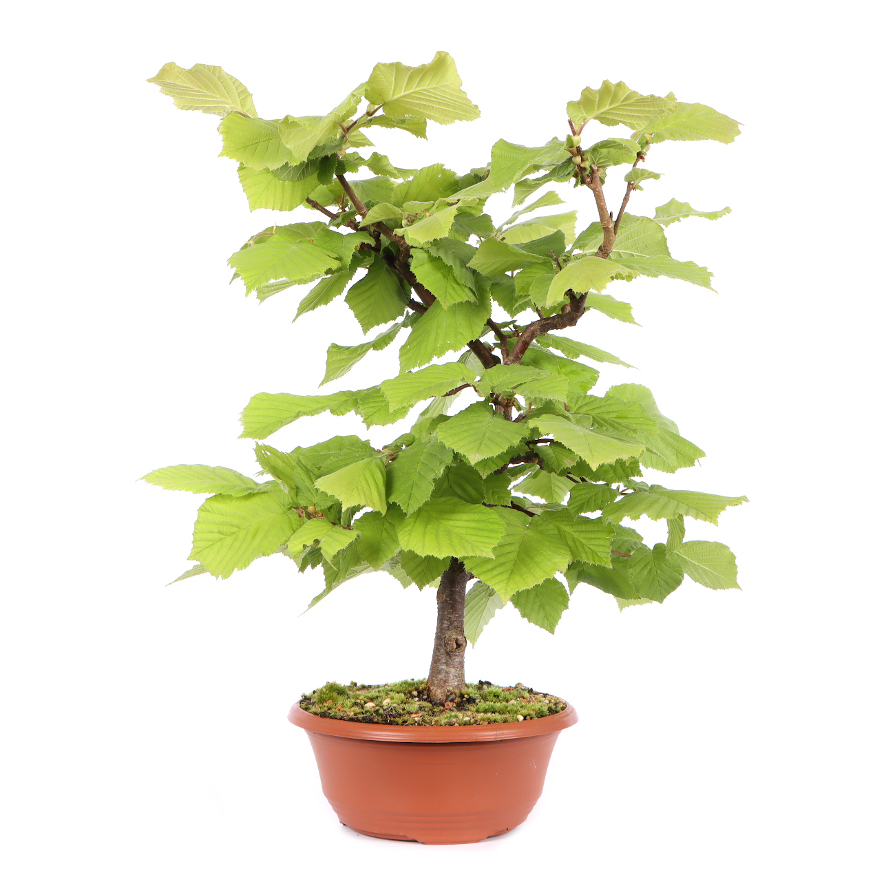 Seitenansicht rechts