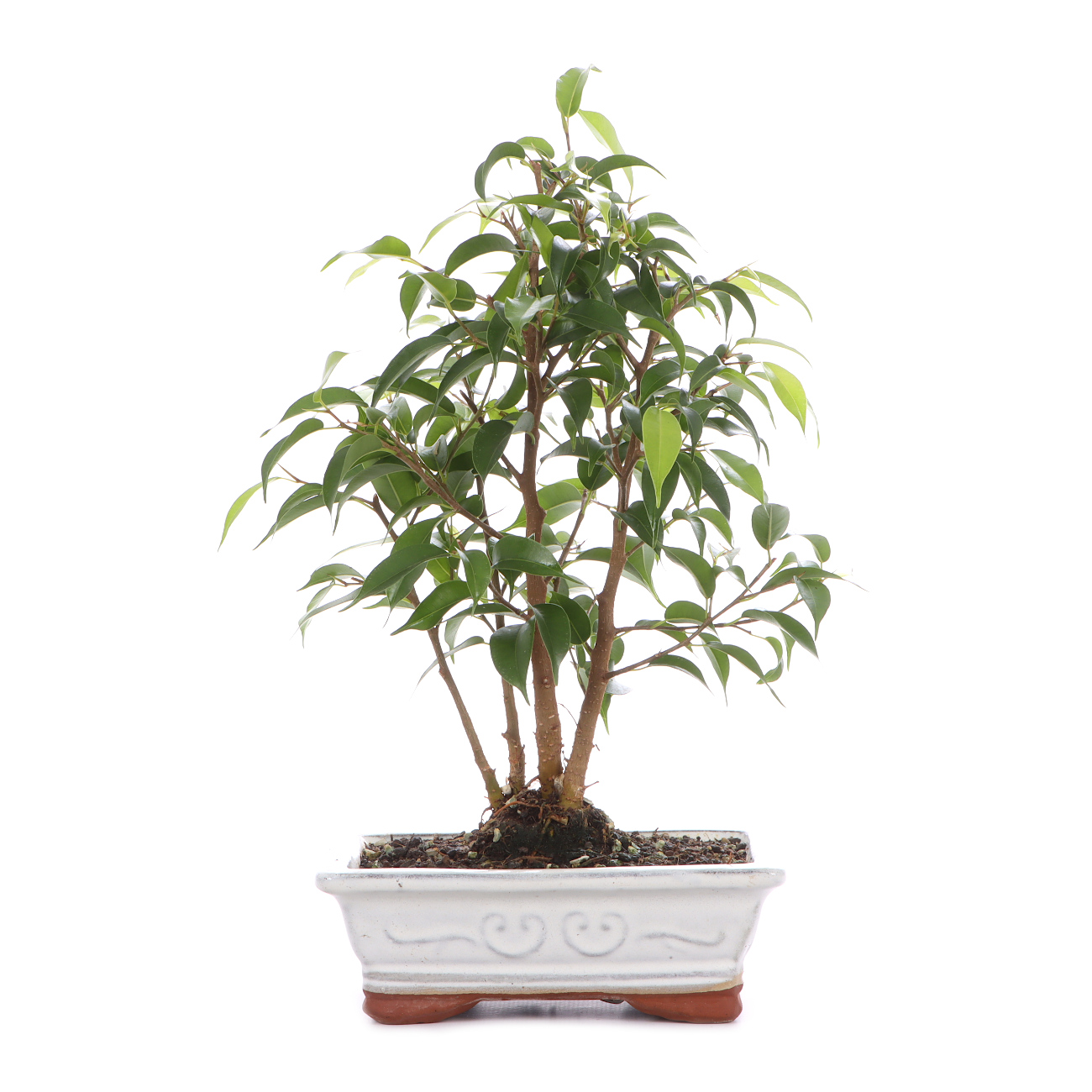Ficus benjamina 'Natasja'