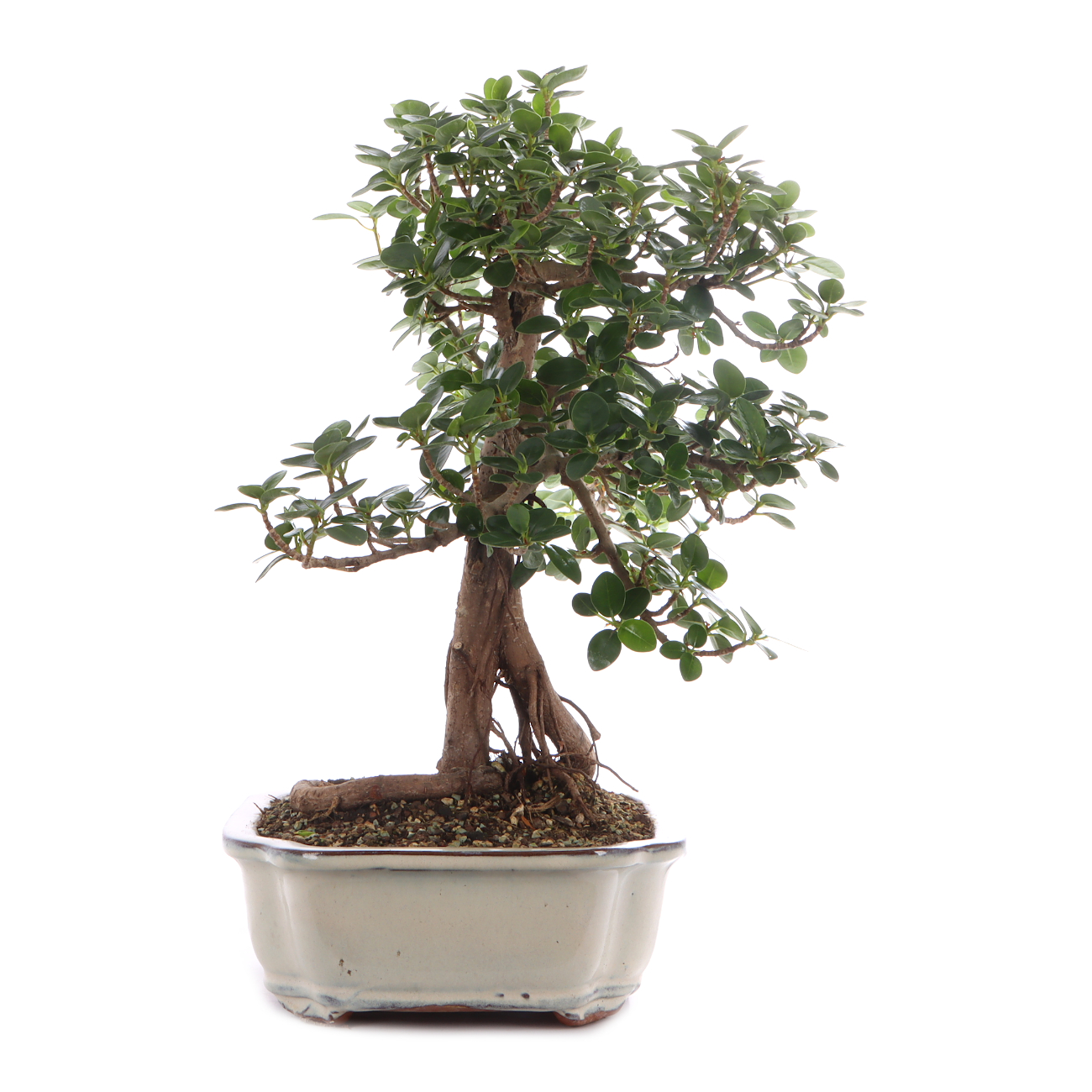 Ficus microcarpa 'Shiny'