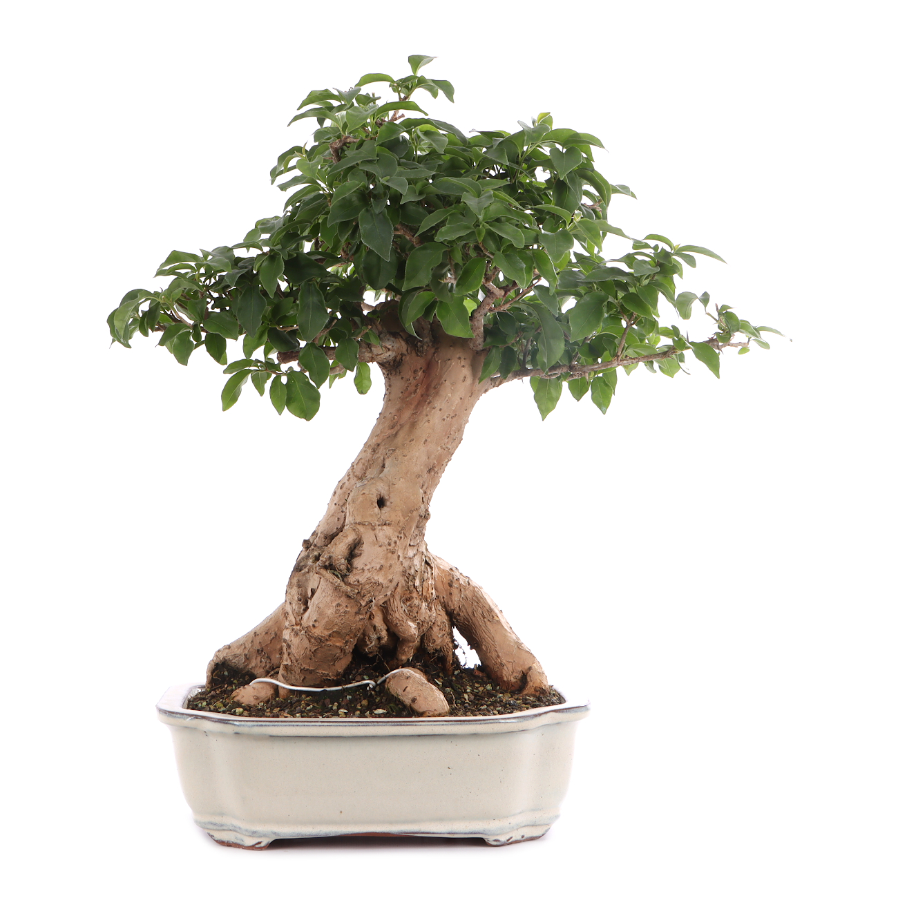 Bougainvillea glabra