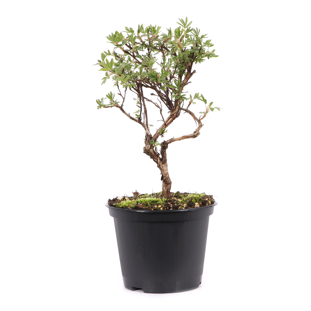 Potentilla fruticosa 'Goldteppich'