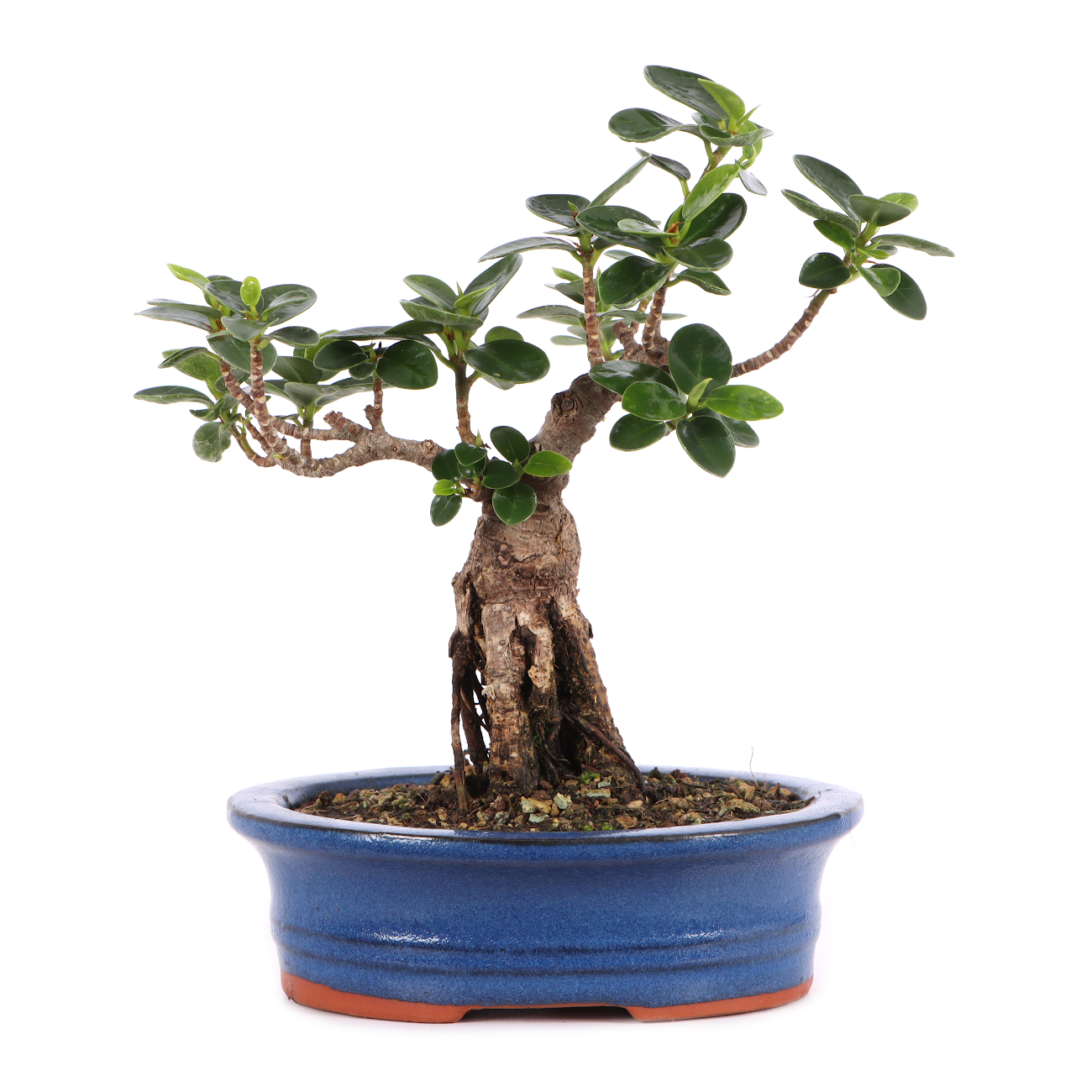 Ficus microcarpa 'Shiny'