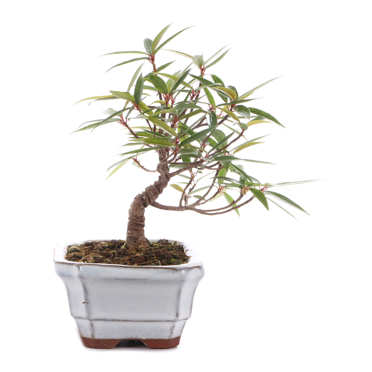 Ficus sikkimensis