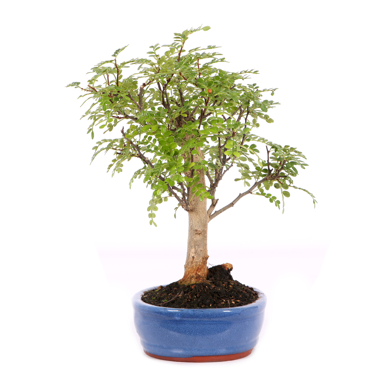 Zanthoxylum spec.