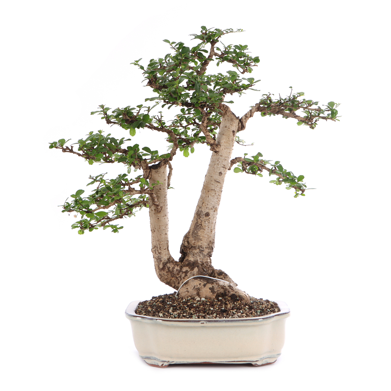 Carmona microphylla