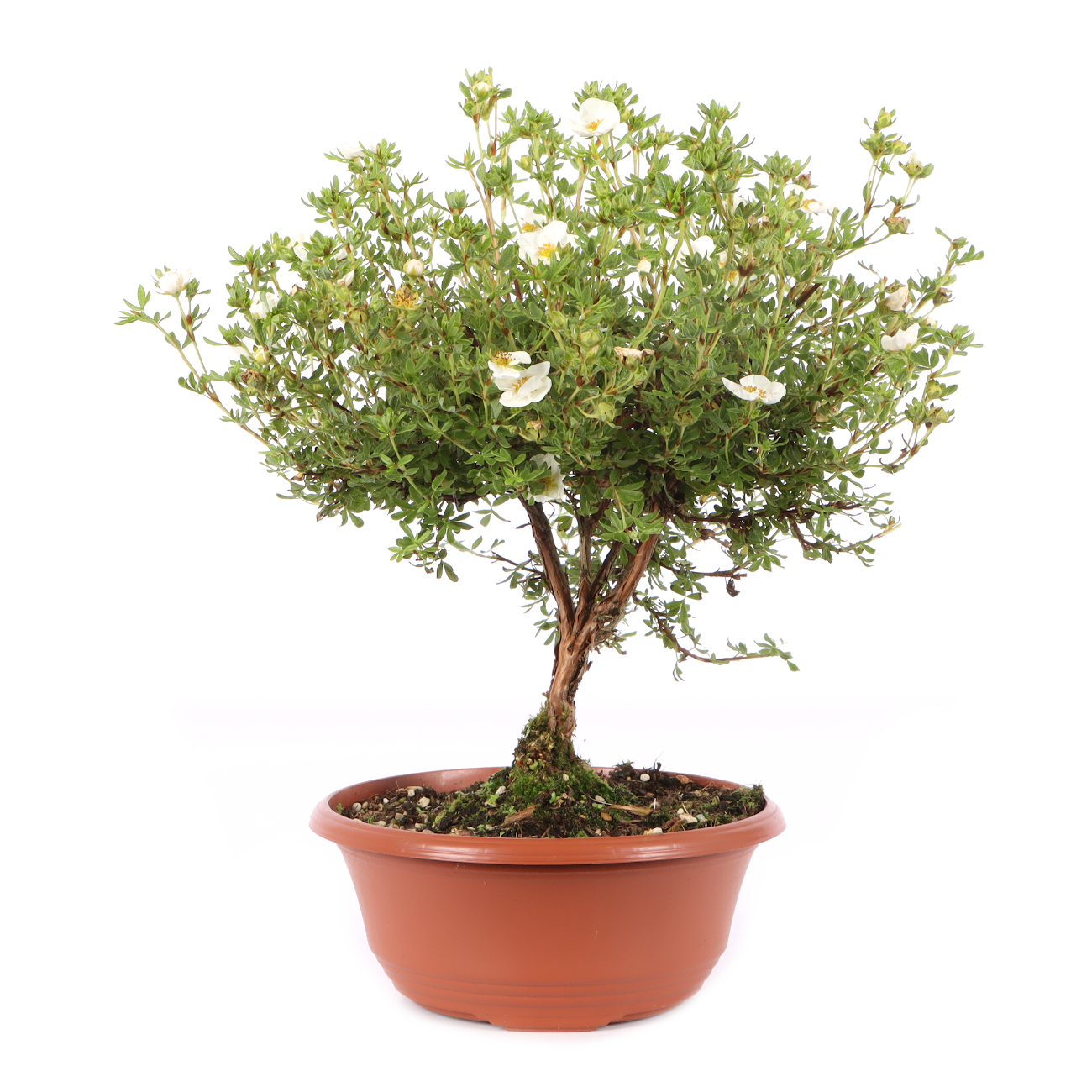 Potentilla fruticosa 'Pink Queen'