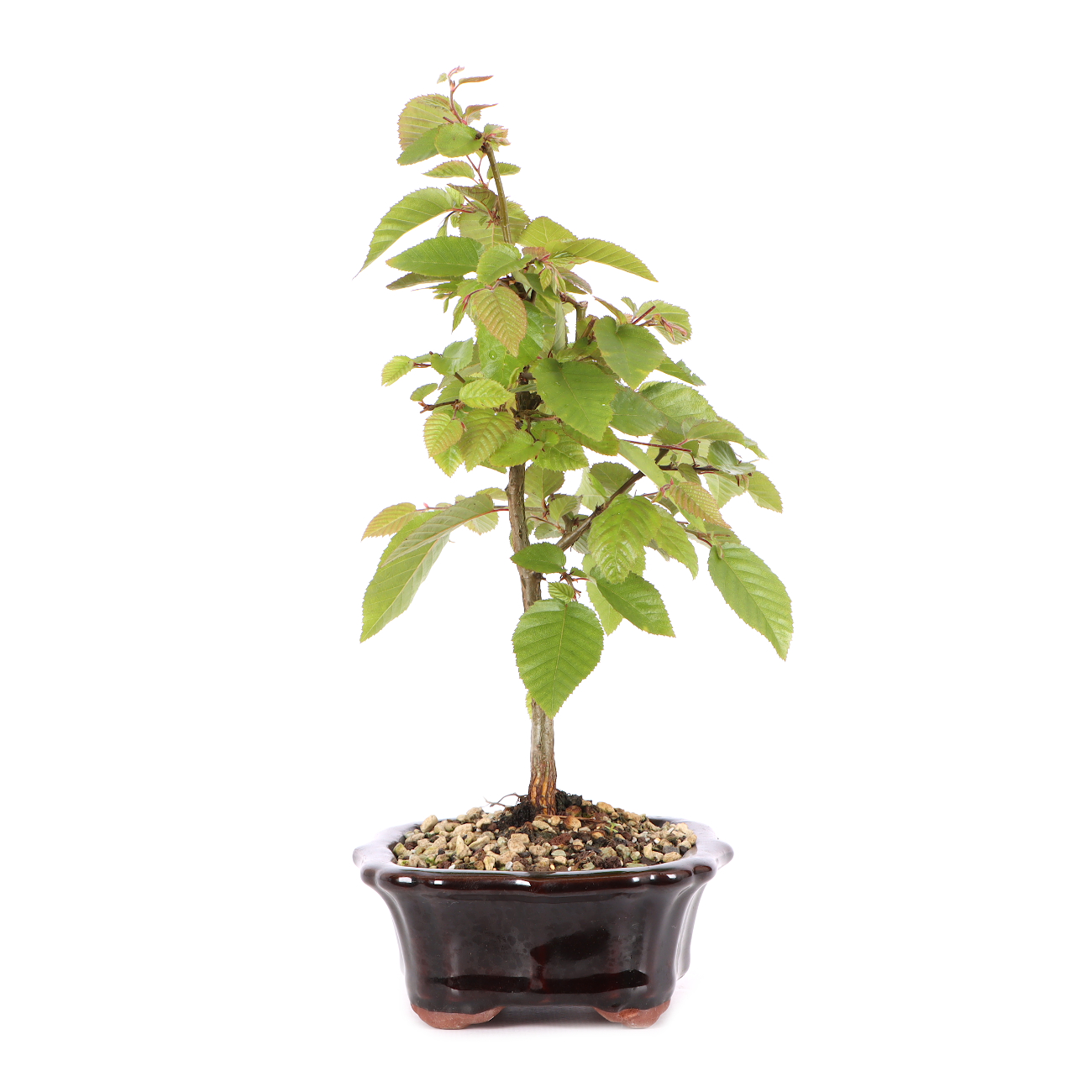Carpinus turczaninowii