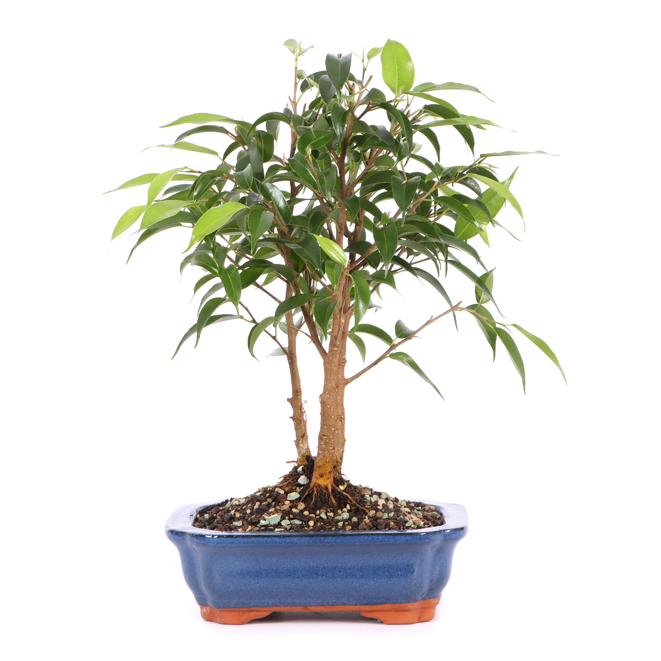 Ficus benjamina 'Natasja'