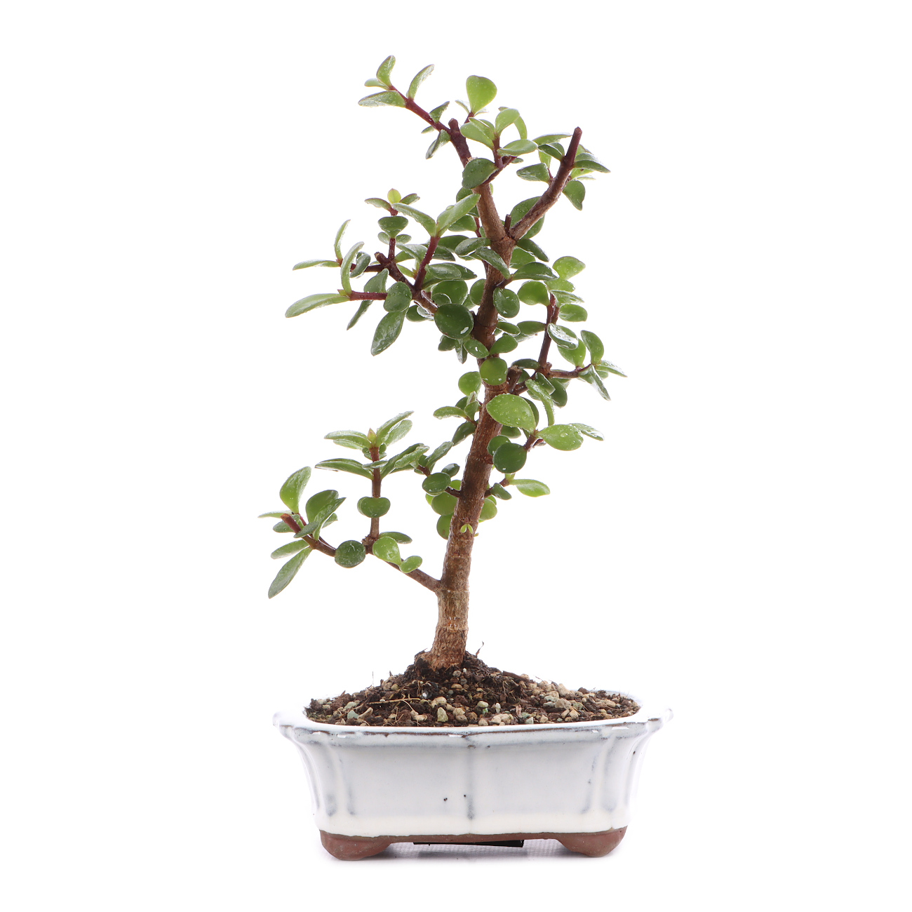 Portulacaria afra