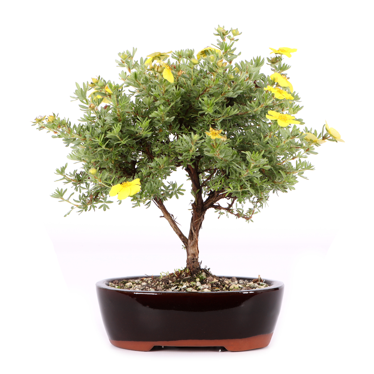 Potentilla fruticosa 'Kobold'
