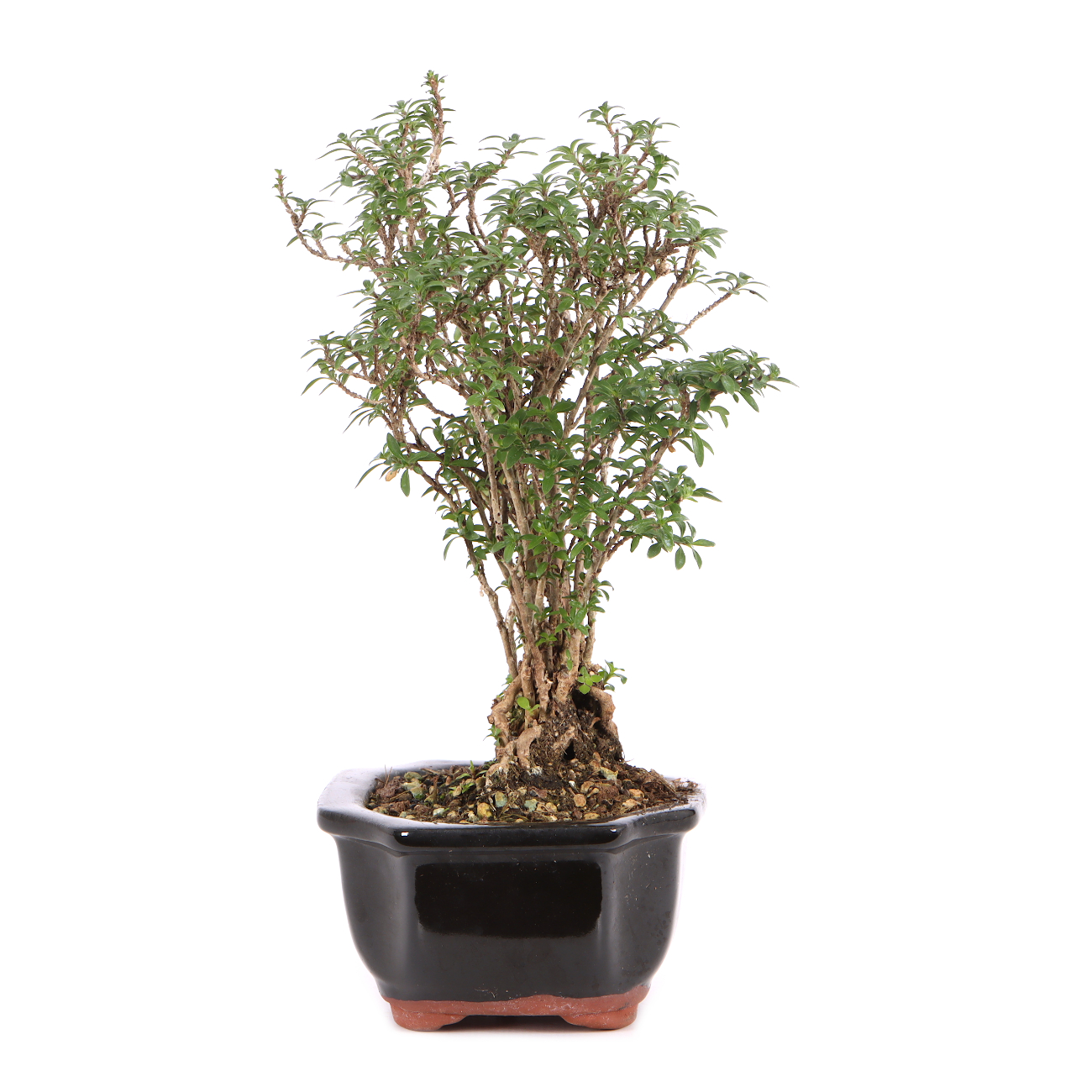 Serissa foetida 'Micro'