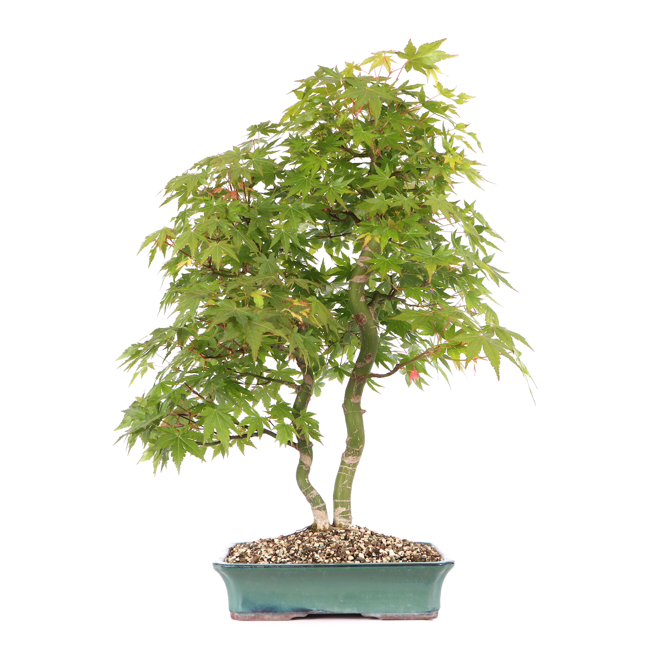 Acer palmatum