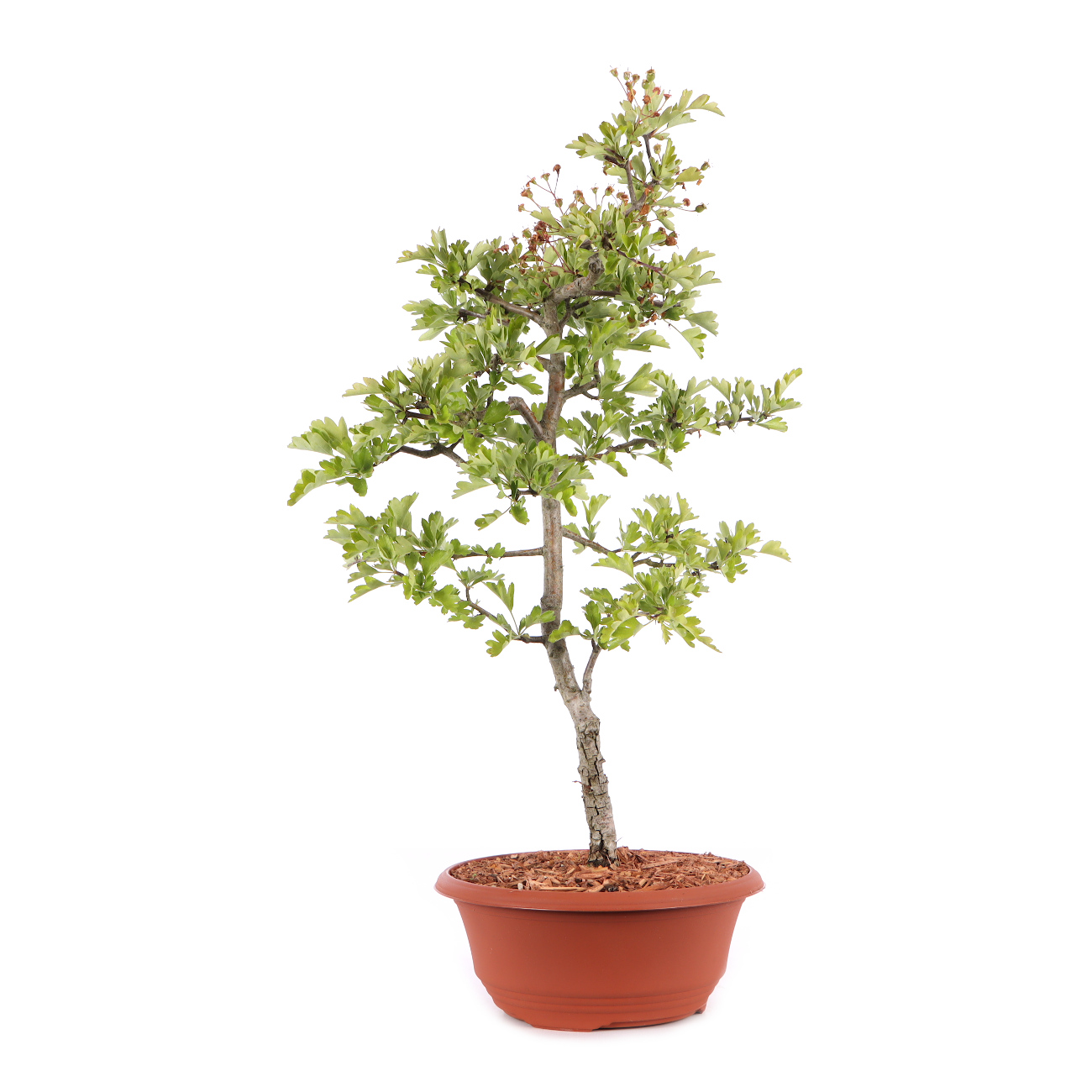 Crataegus monogyna