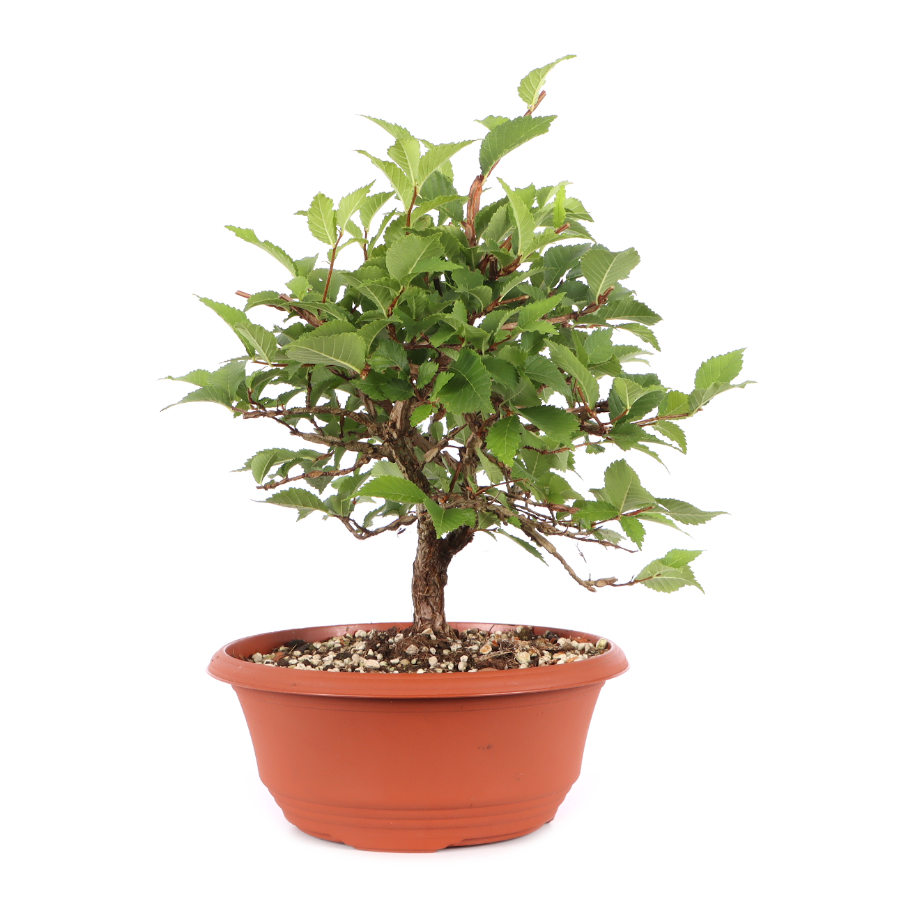 Ulmus minor var.