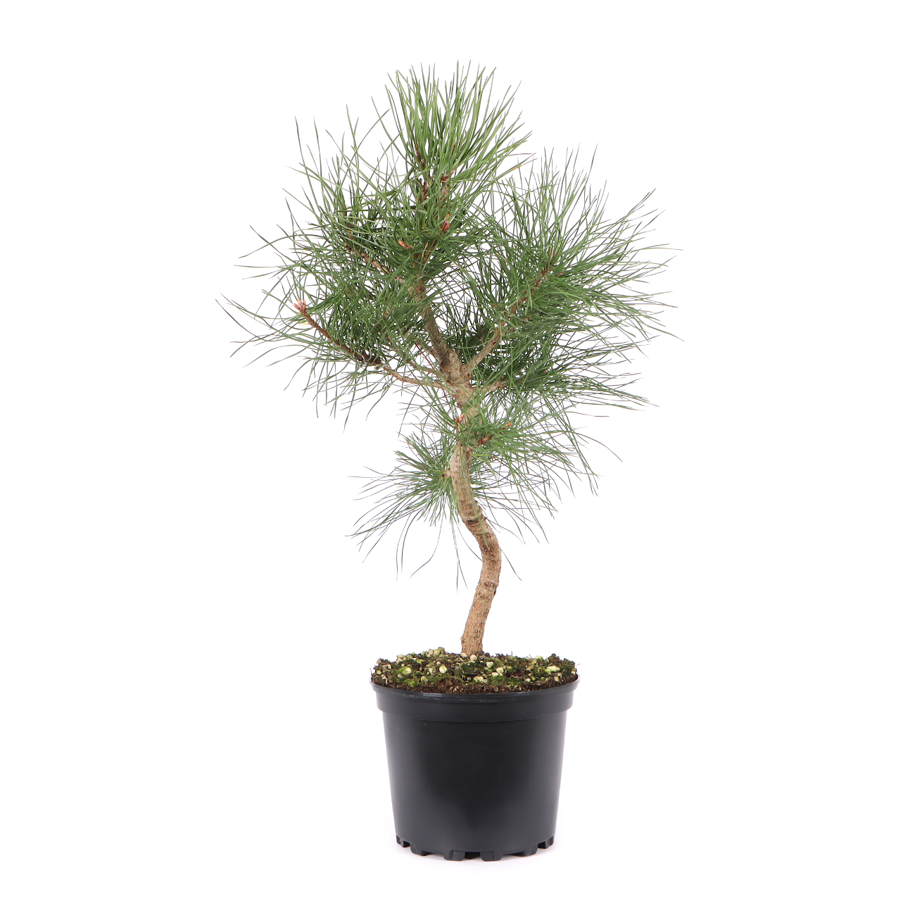 Pinus sylvestris