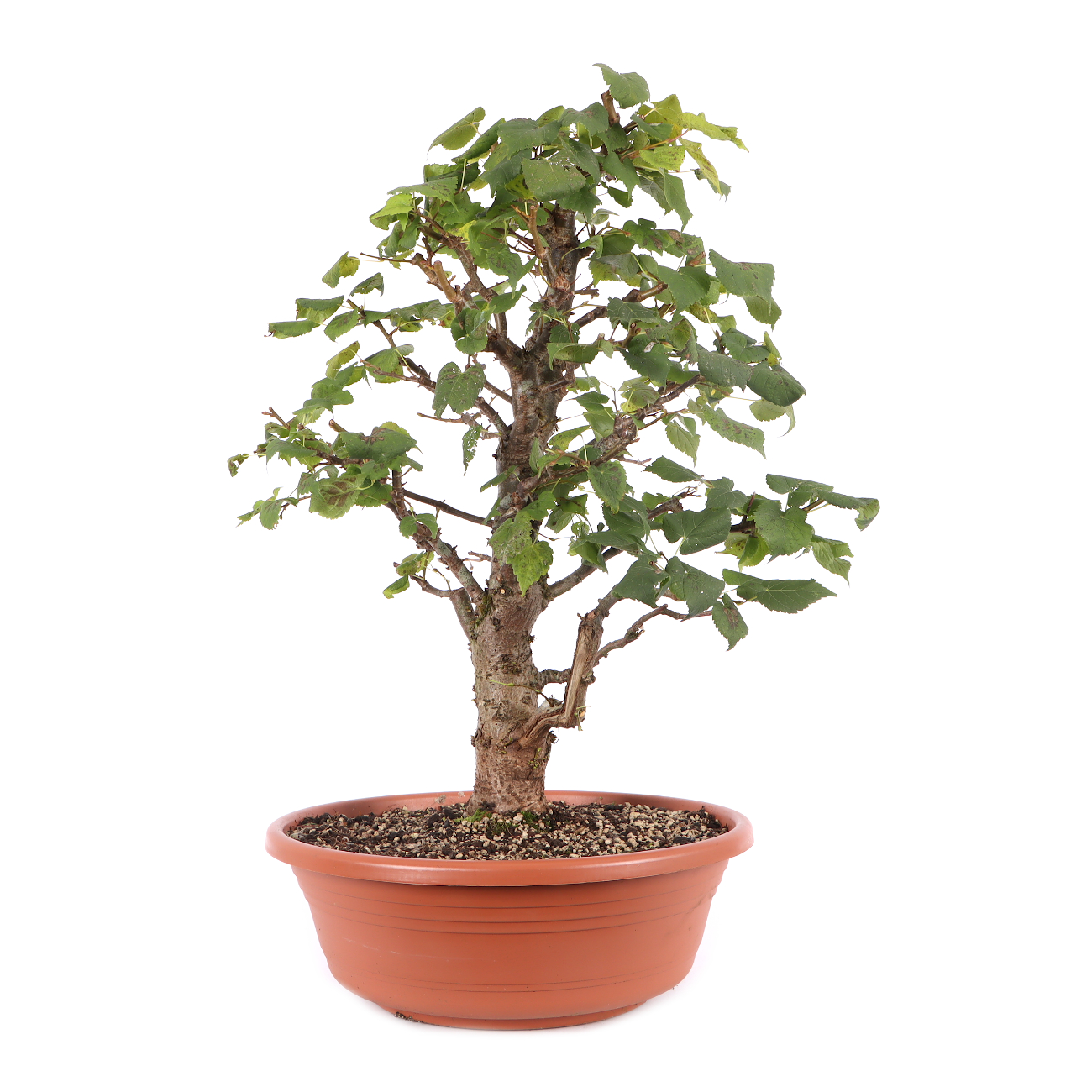 Tilia cordata