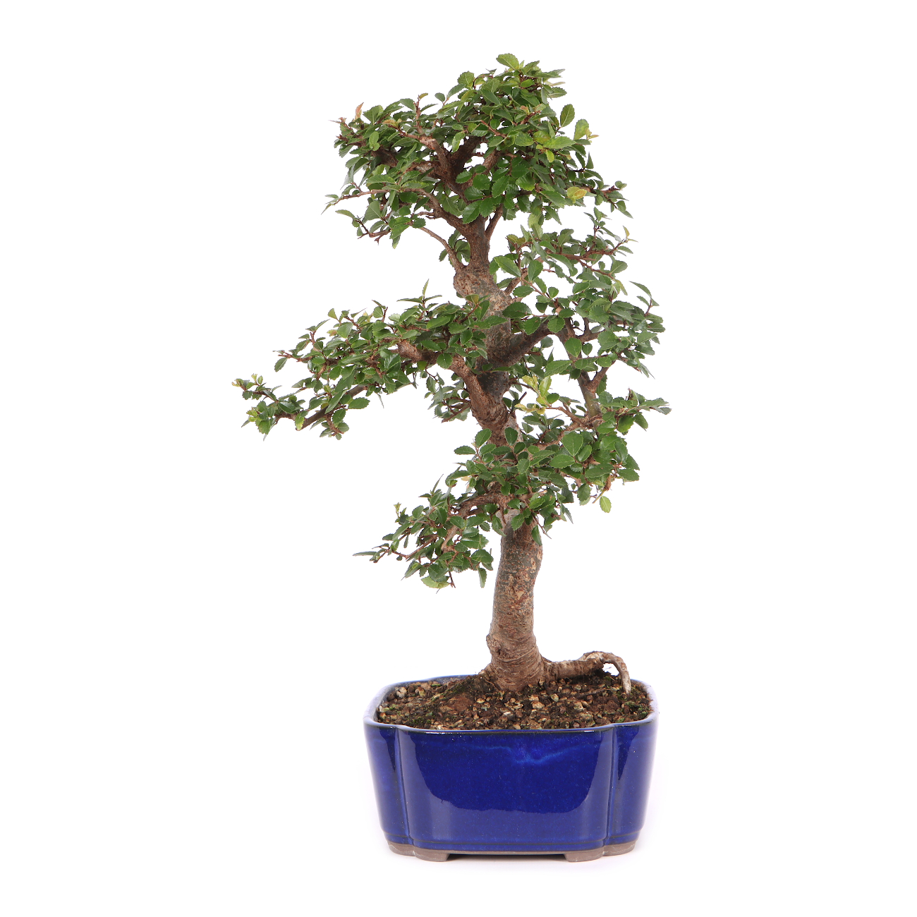 Ulmus parvifolia