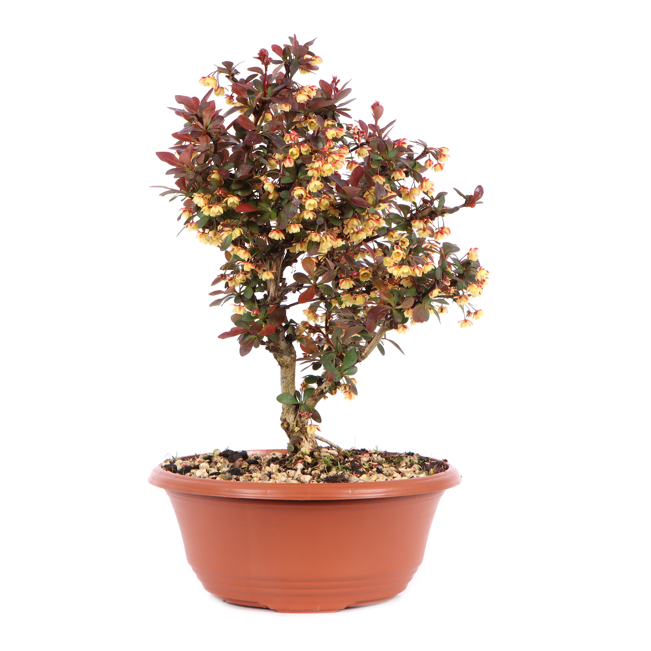 Seitenansicht rechts