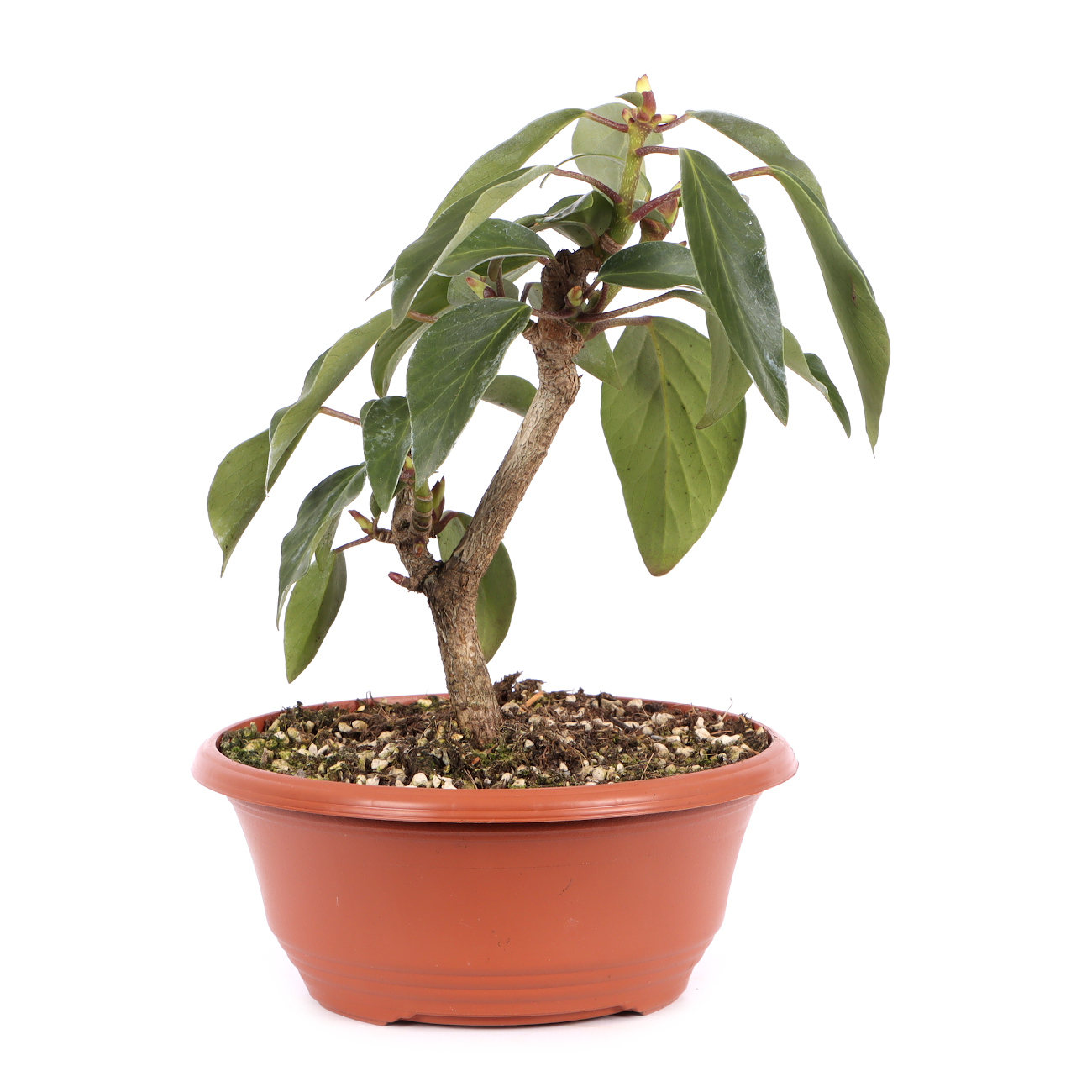 Hedera colchica 'Fall Favourite'