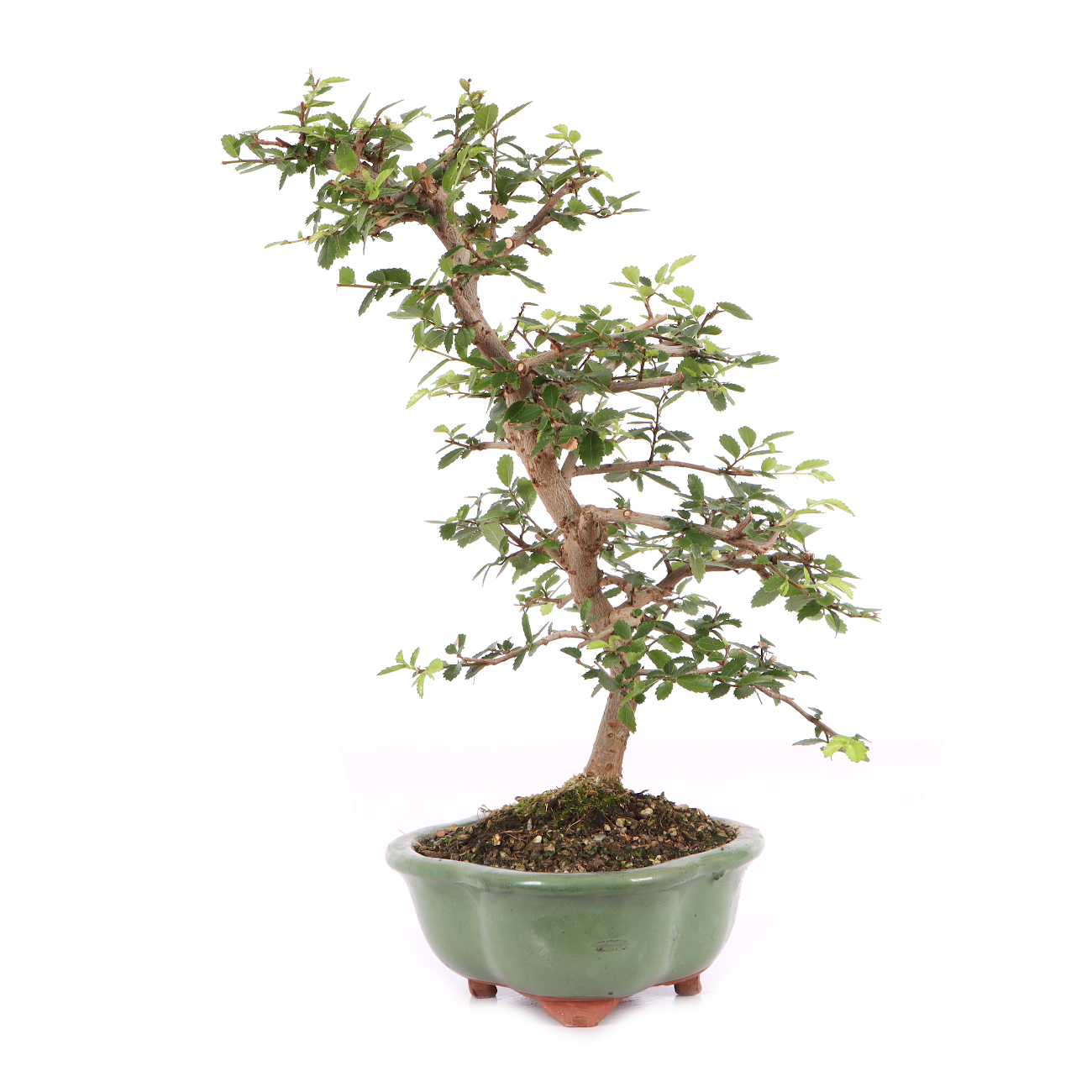 Ulmus parvifolia