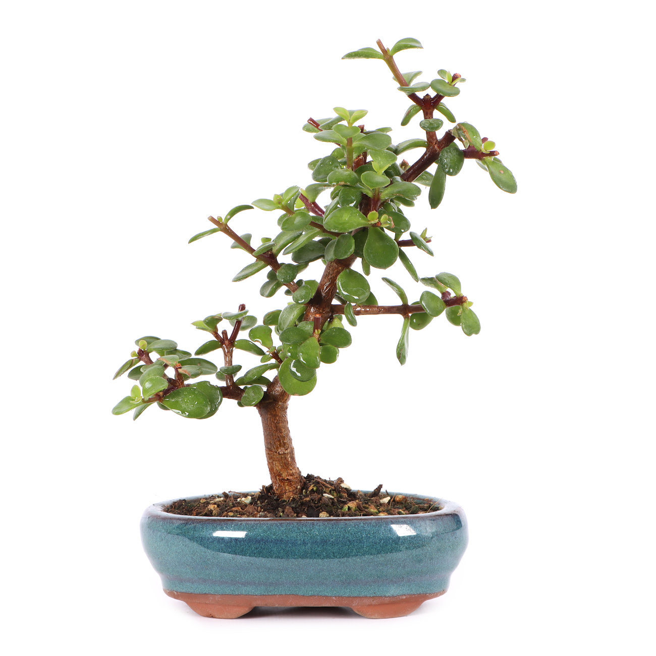 Portulacaria afra