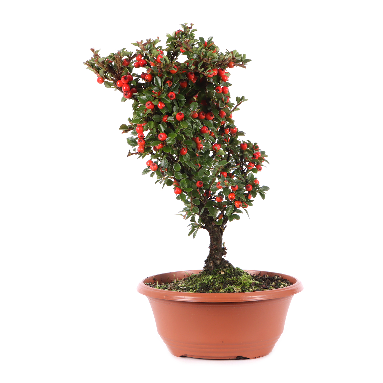 Cotoneaster praecox