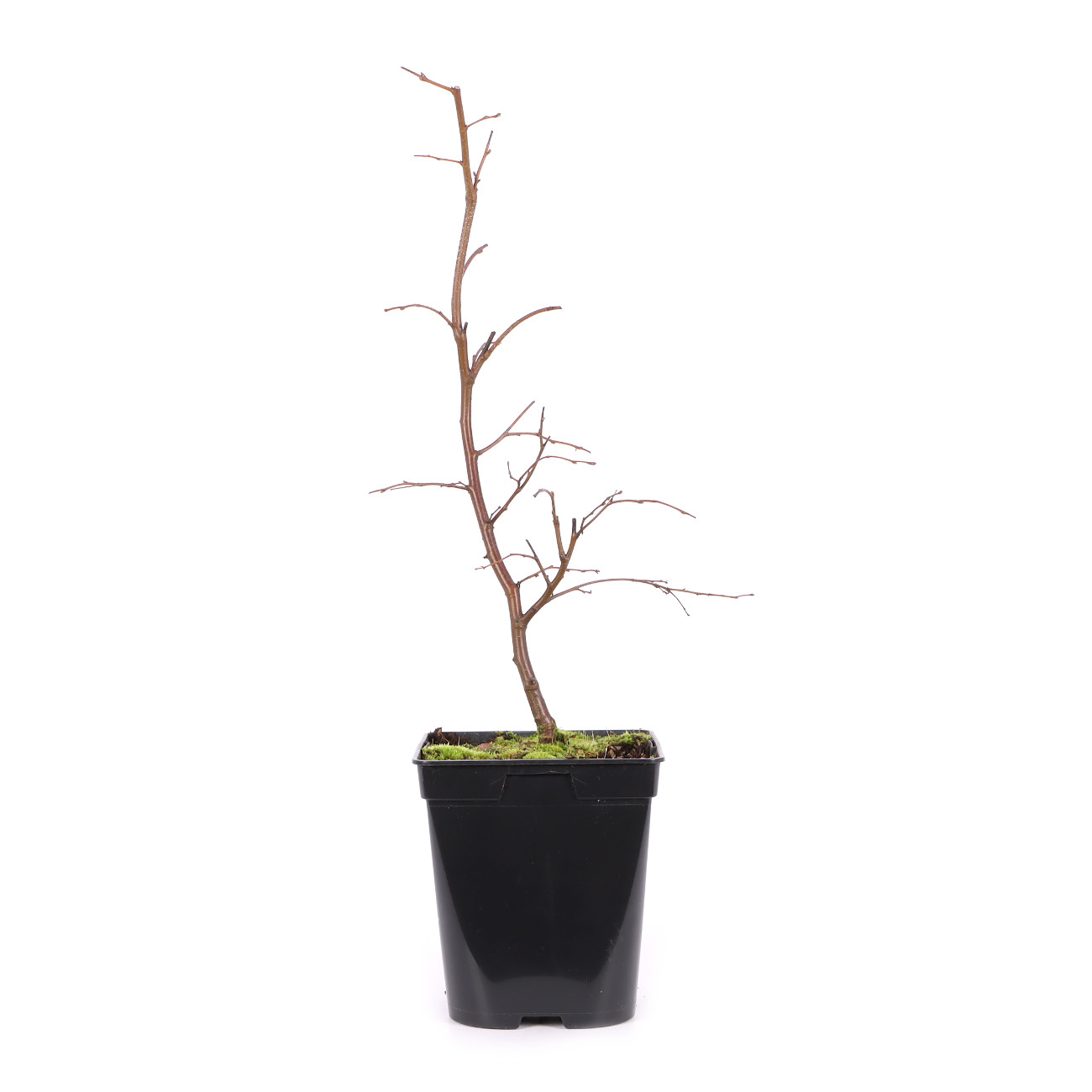 Betula pendula 'Youngii'