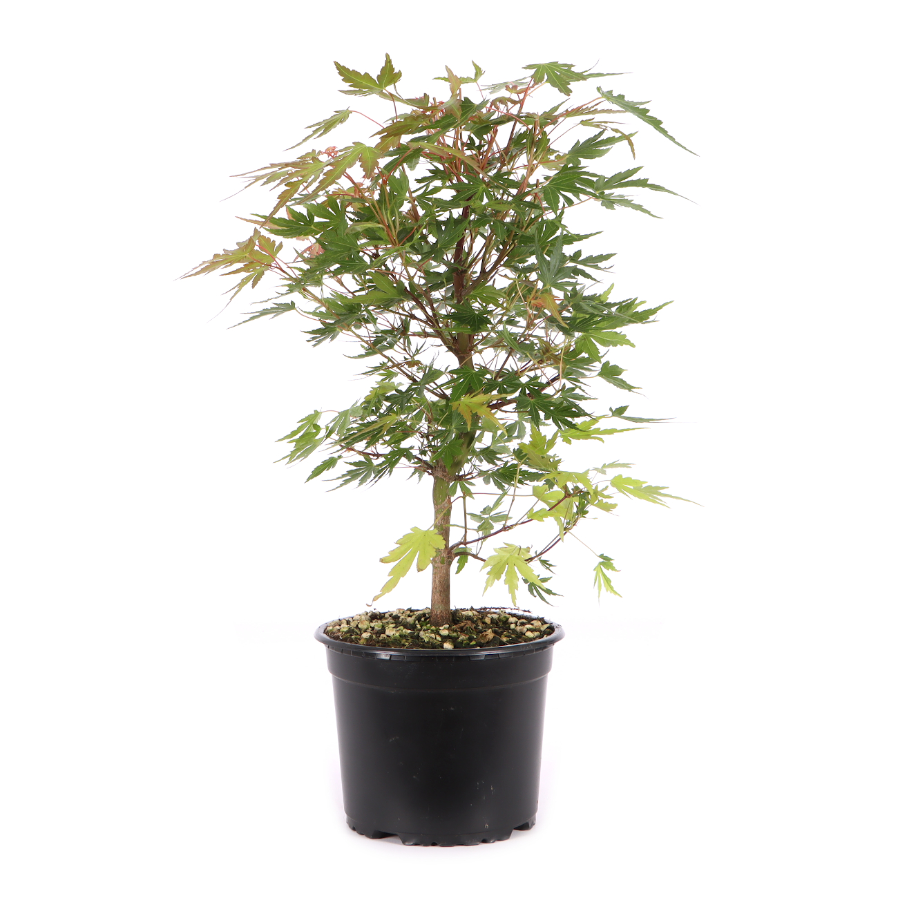 Acer palmatum
