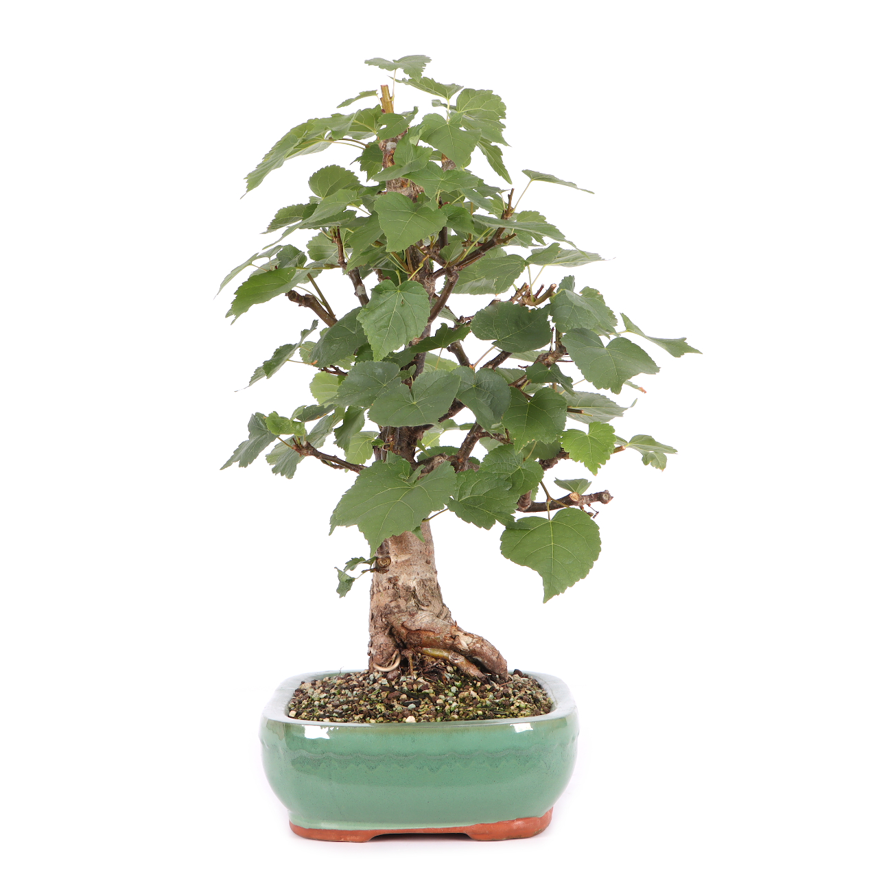 Tilia cordata