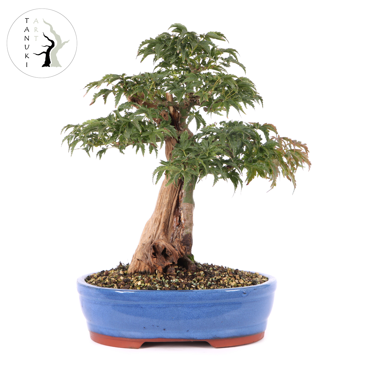 Acer palmatum 'Shishigashira'