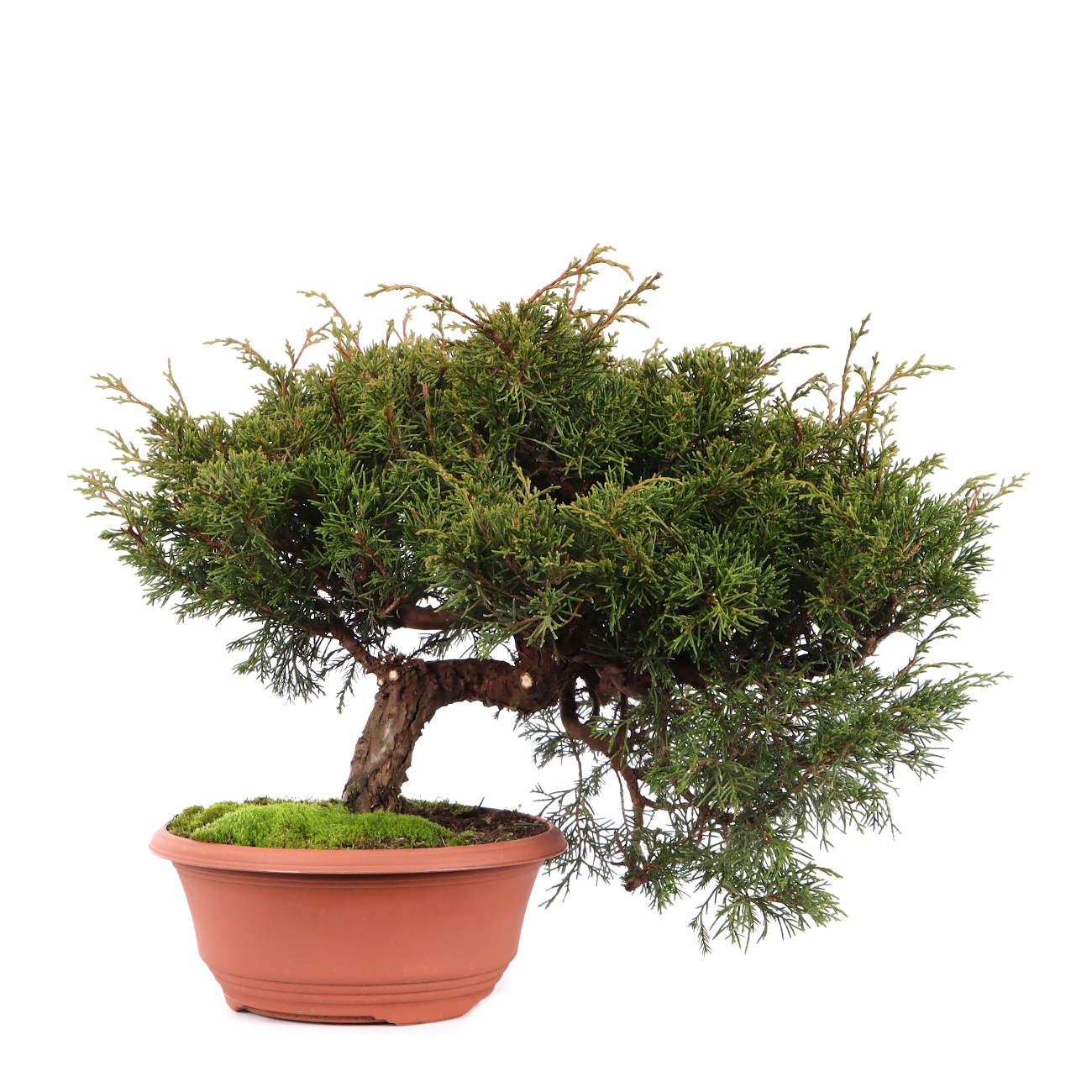 Juniperus chinensis 'Itoigawa'