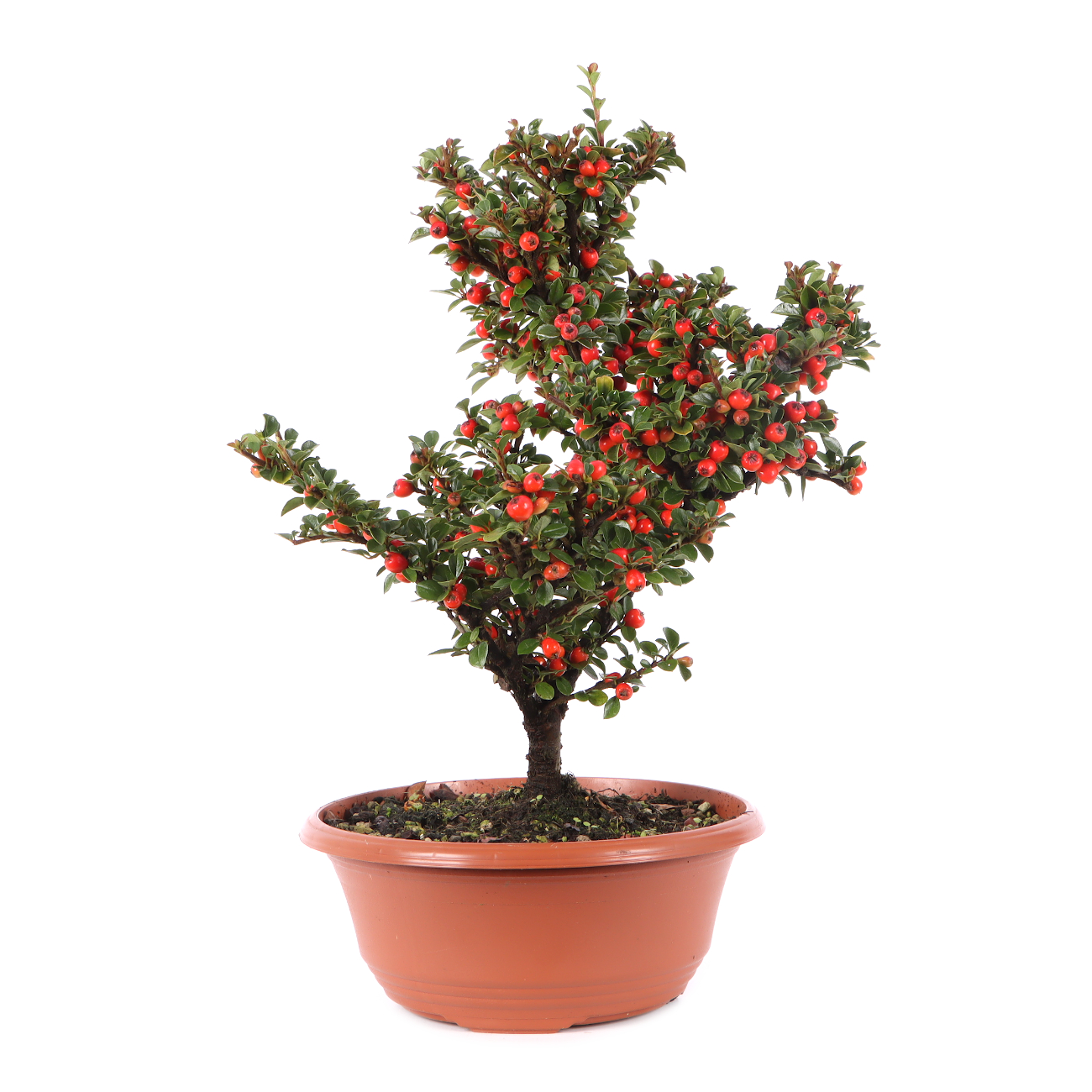 Cotoneaster praecox