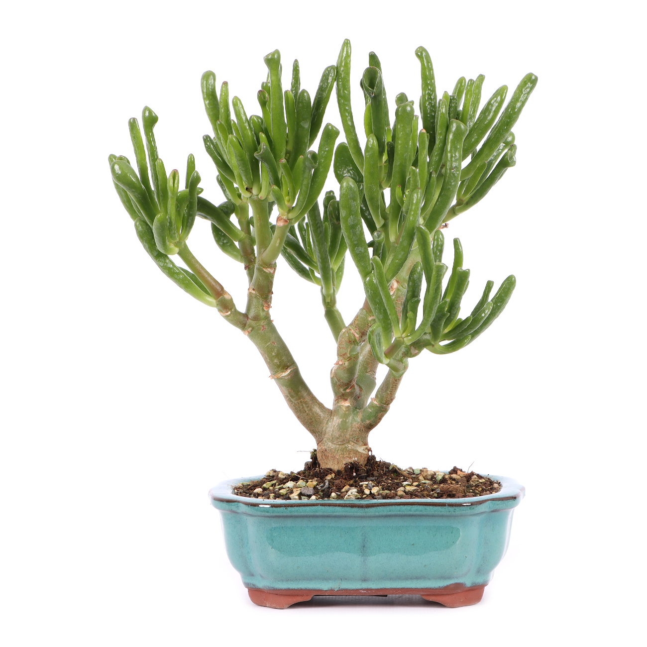 Crassula ovata 'Horn Tree'