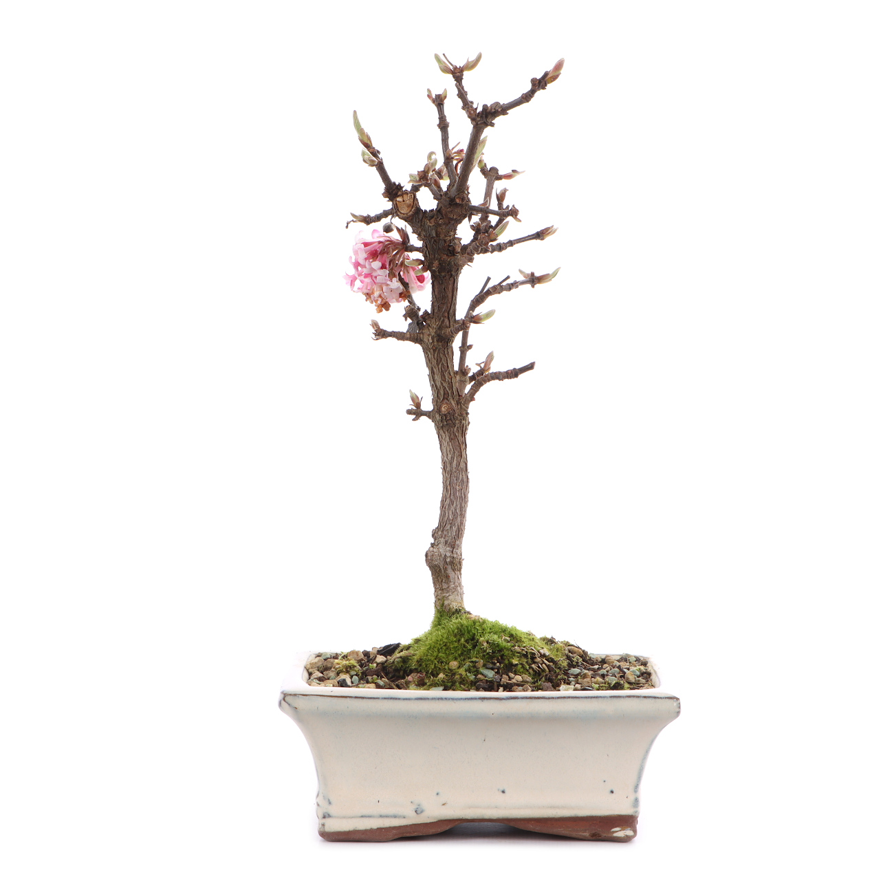 Viburnum x bodnantense 'Dawn'