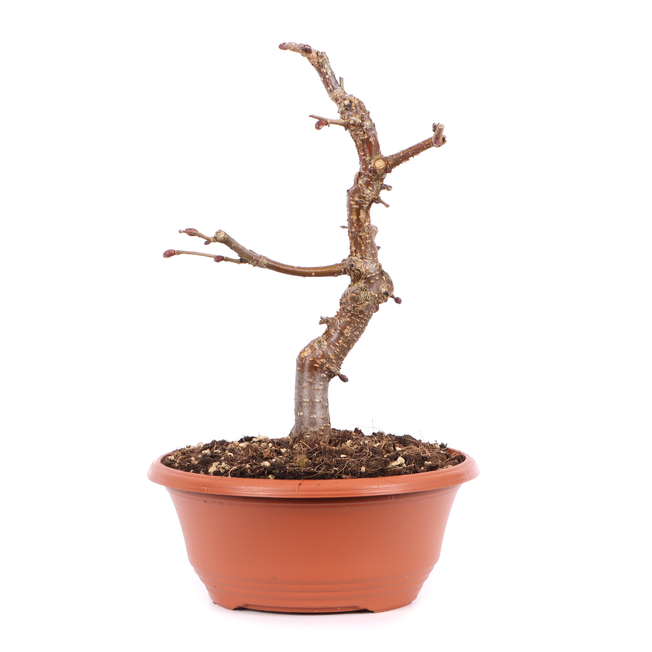 Corylus avellana 'Rotblättrige Zellernuss'