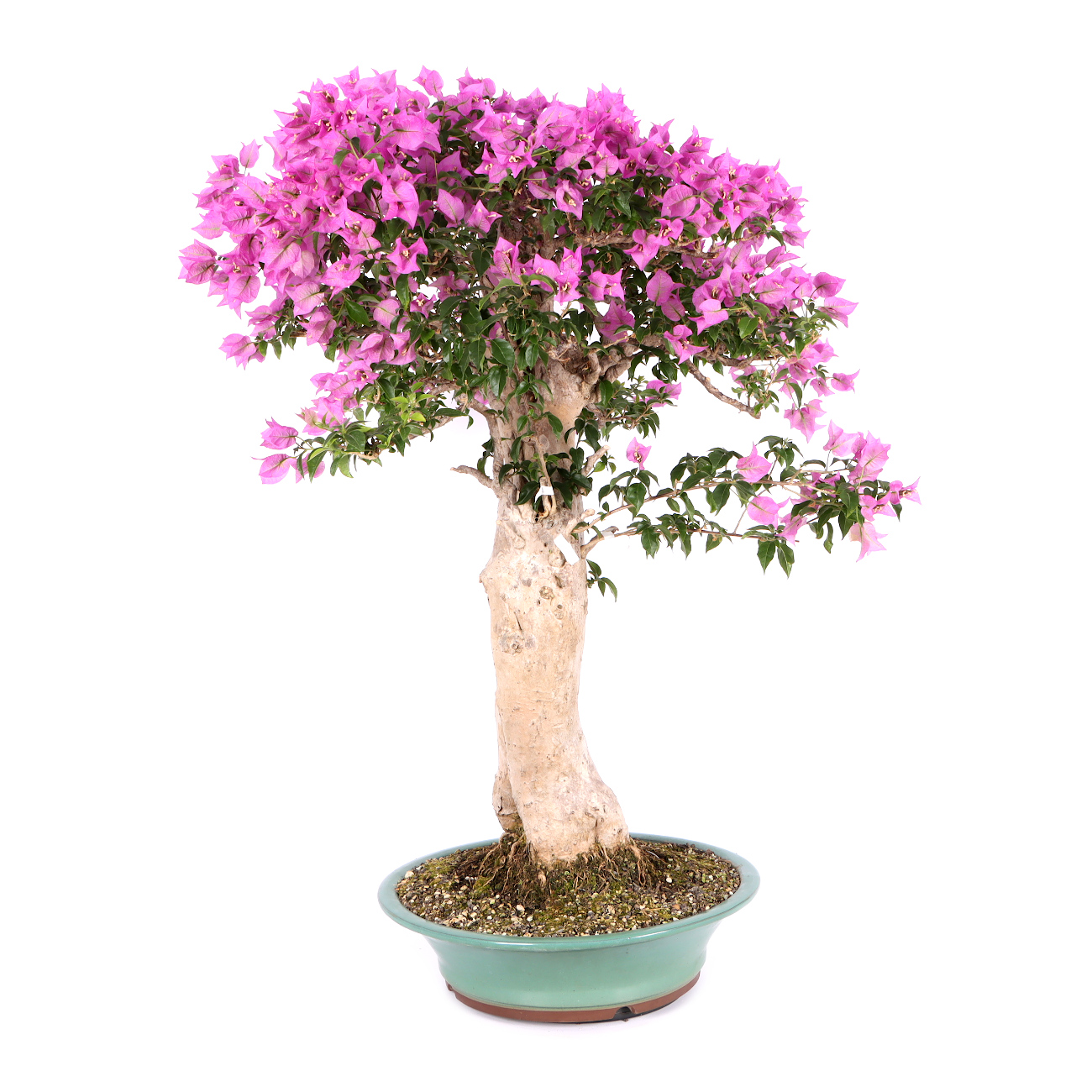 Seitenansicht rechts