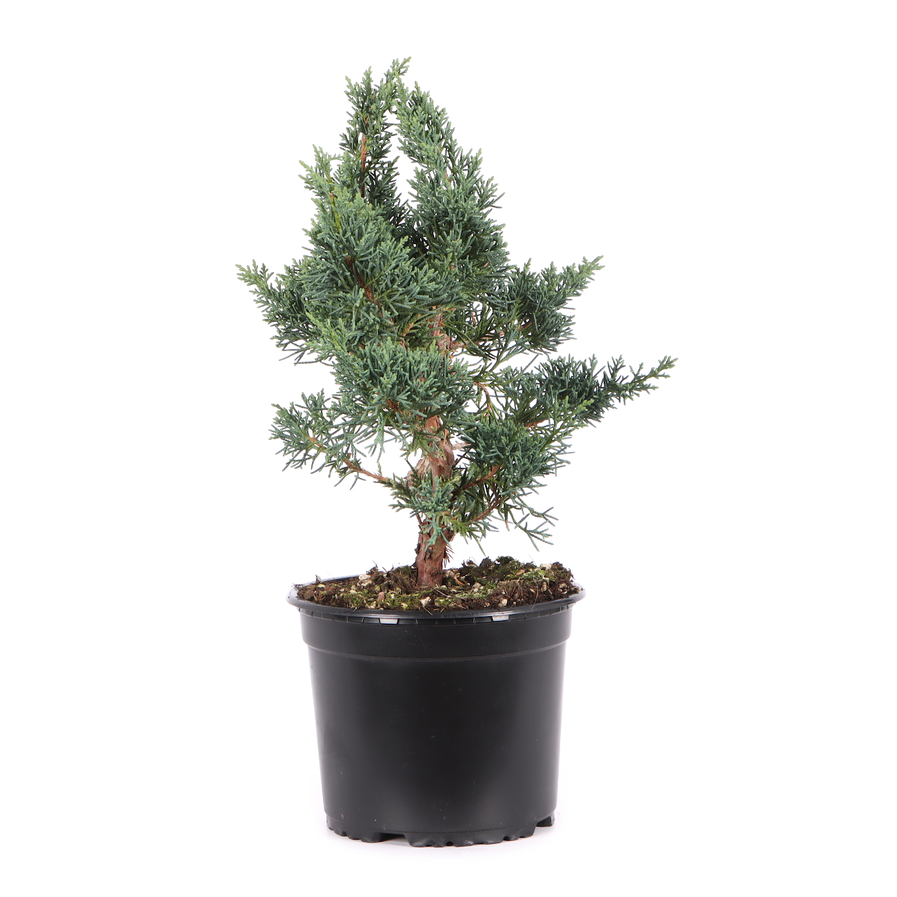Juniperus chinensis ‘Blaauw‘