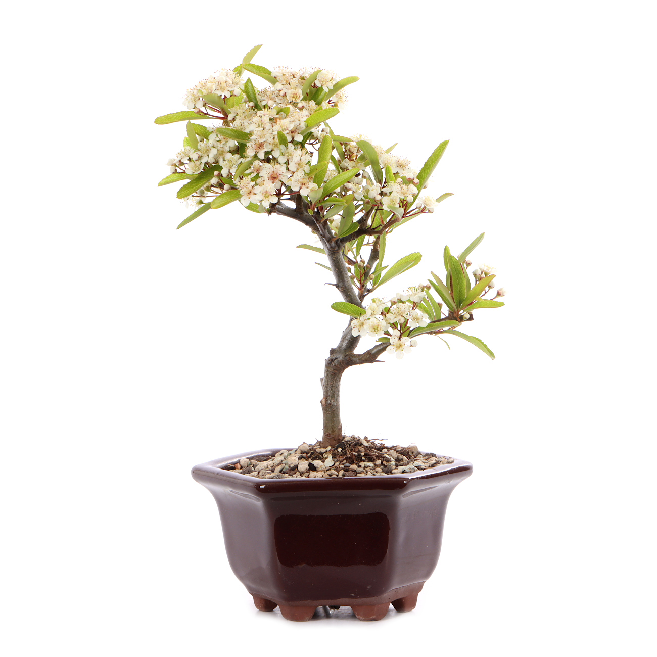 Pyracantha angustifolia