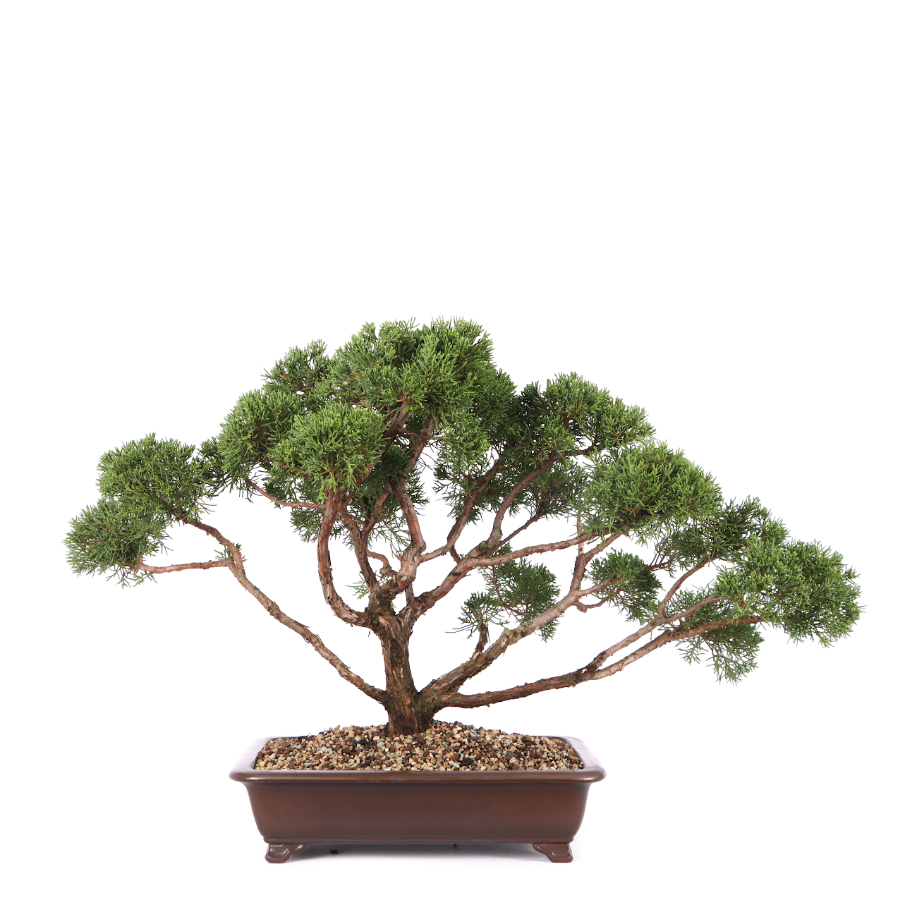 Juniperus chinensis