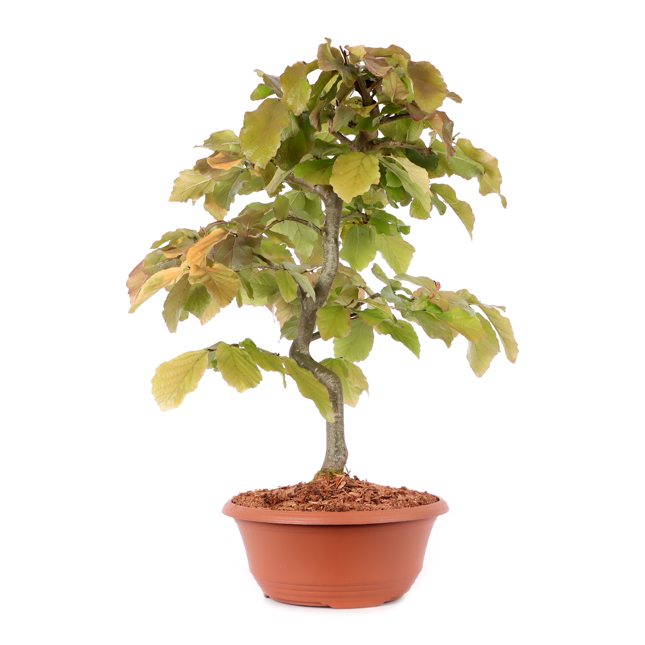 Parrotia persica 'Vanessa'