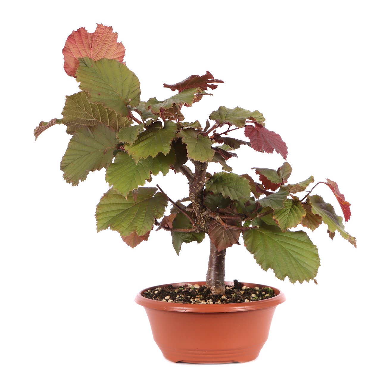 Corylus avellana 'Rotblättrige Zellernuss'