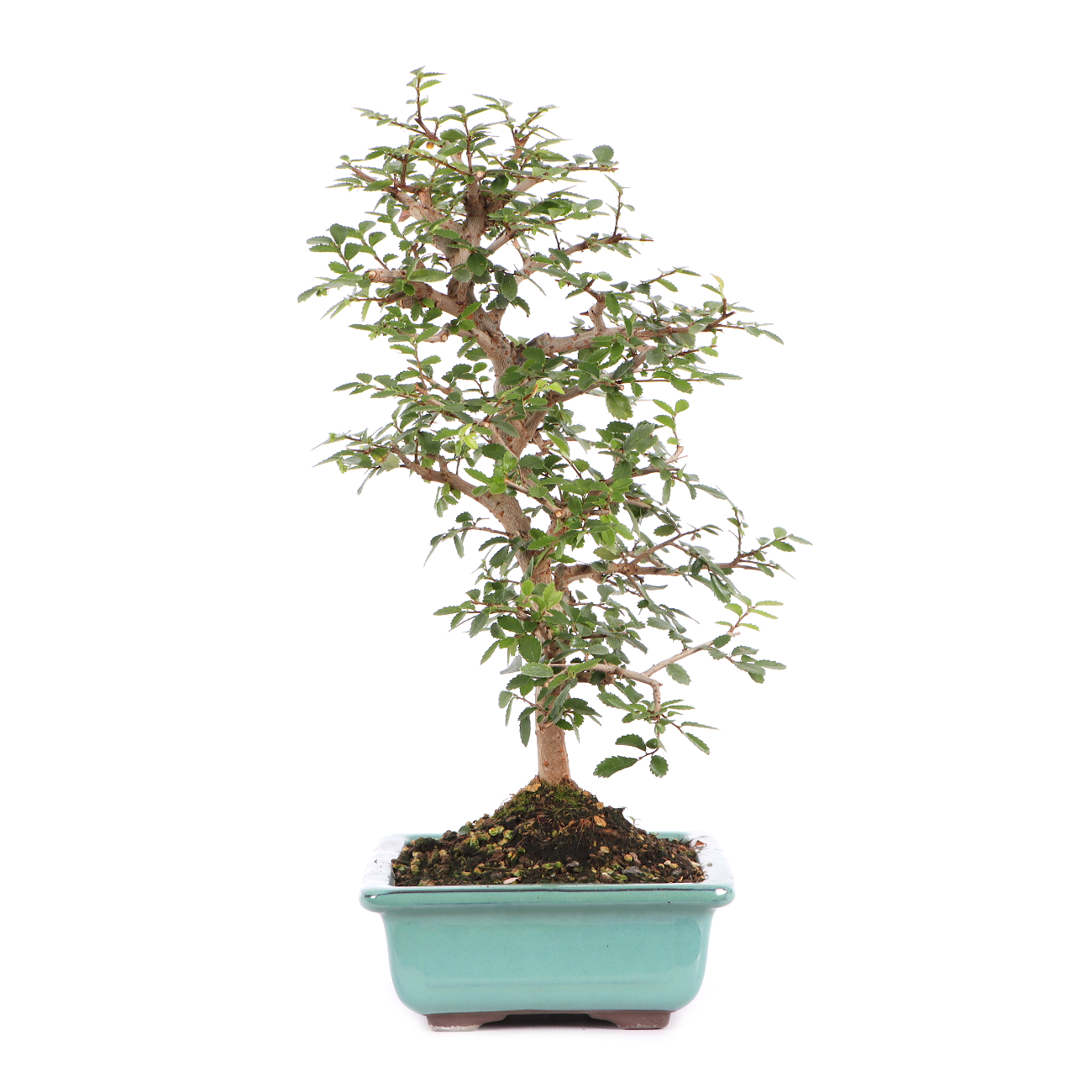 Ulmus parvifolia
