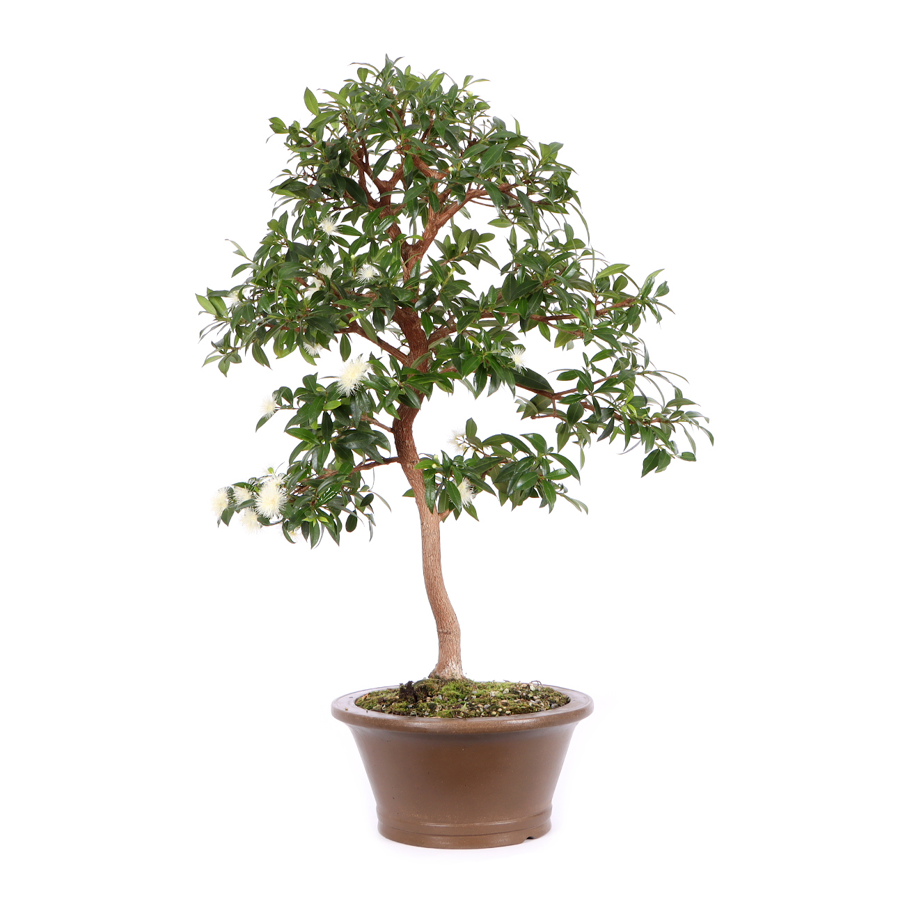 Vorderseite mit Blüte