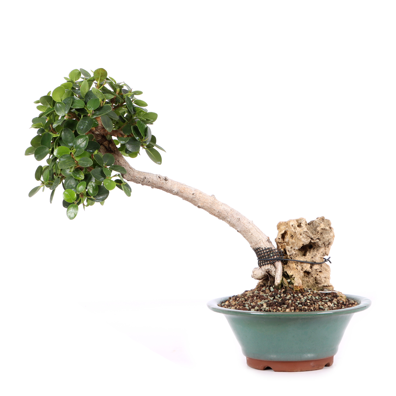 Ficus microcarpa 'Shiny'