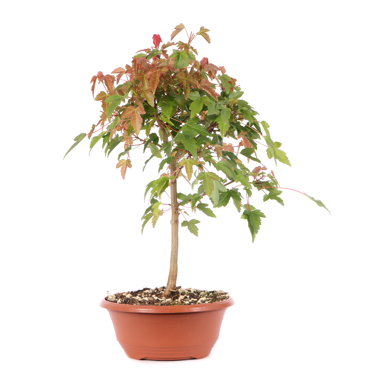 Acer buergerianum