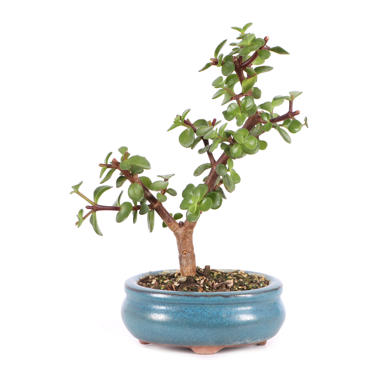 Portulacaria afra